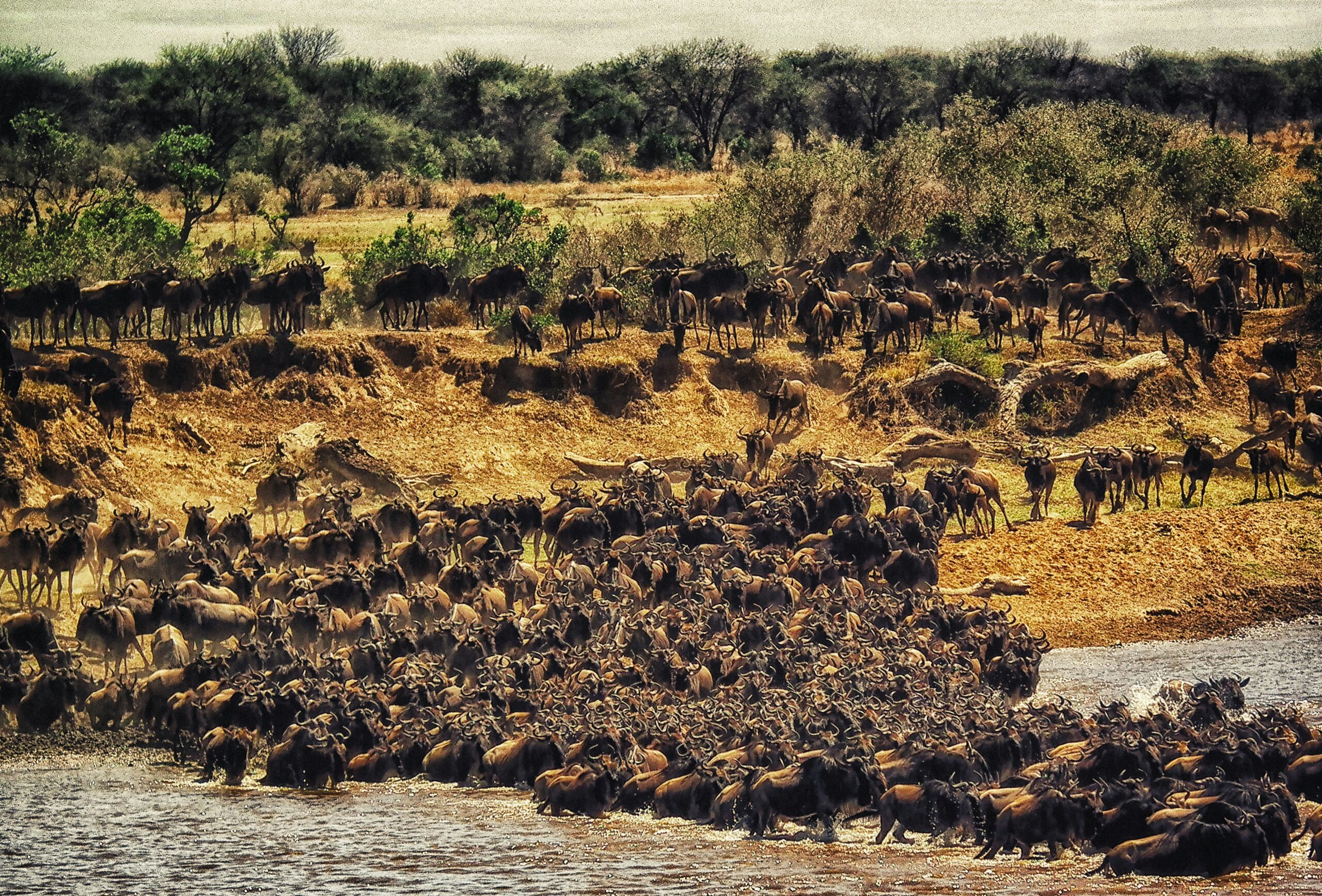 Dramatic Mara River crossing with wildebeest escaping crocodiles in Masai Mara.