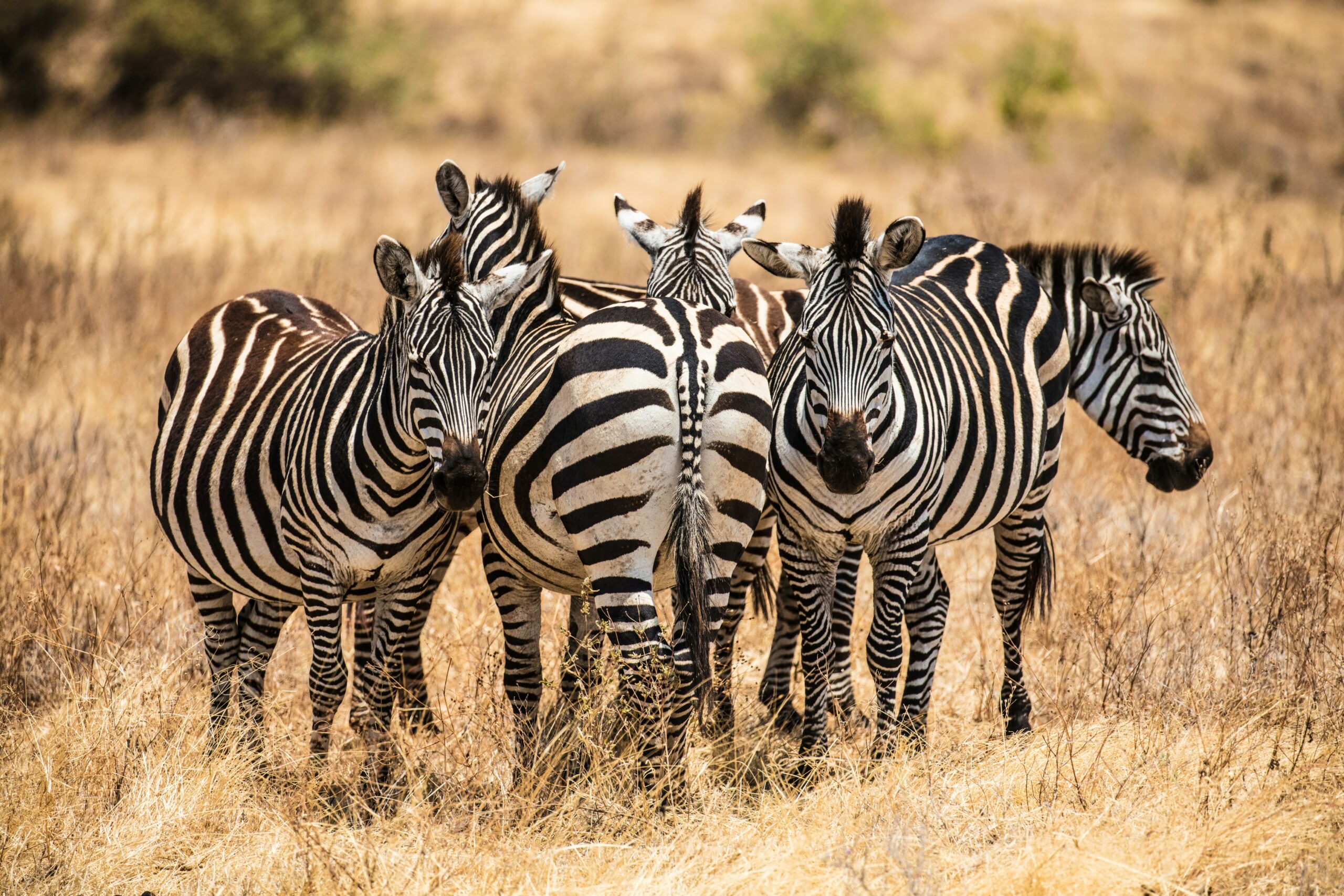 Masai Mara in March-May - Affordable Kenya safari with fewer crowds