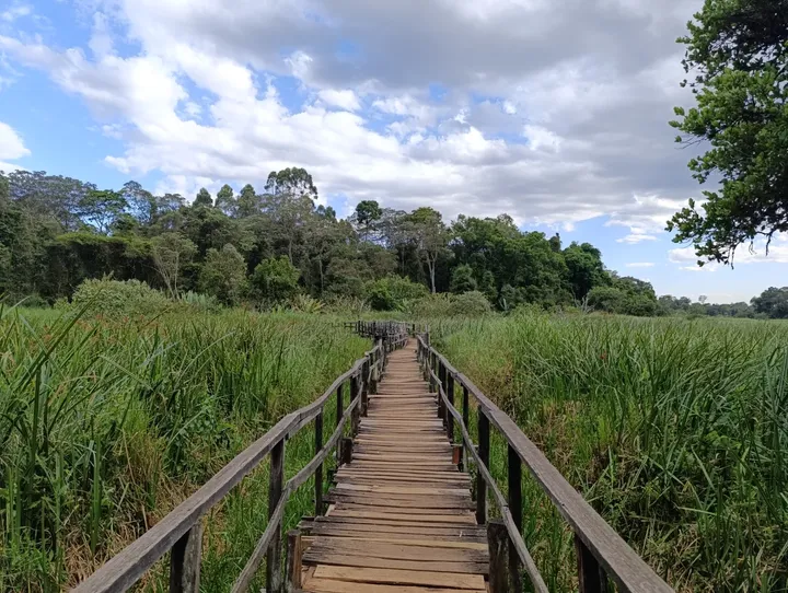 Raised boardwalk trail in Saiwa Swamp National Park