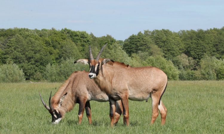 The Roan Antelope of Ruma National Park