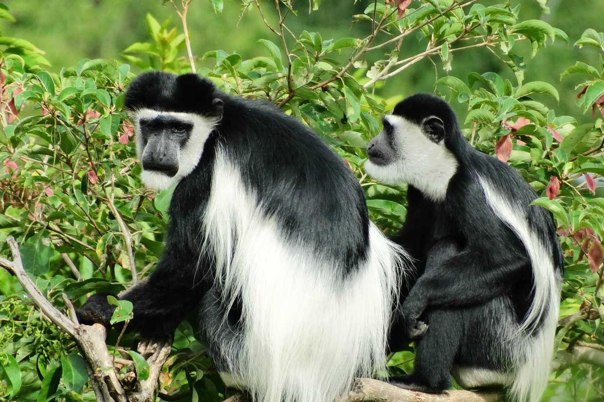 Black and white colobus monkey in the trees at Trout Tree Restaurant, Kenya