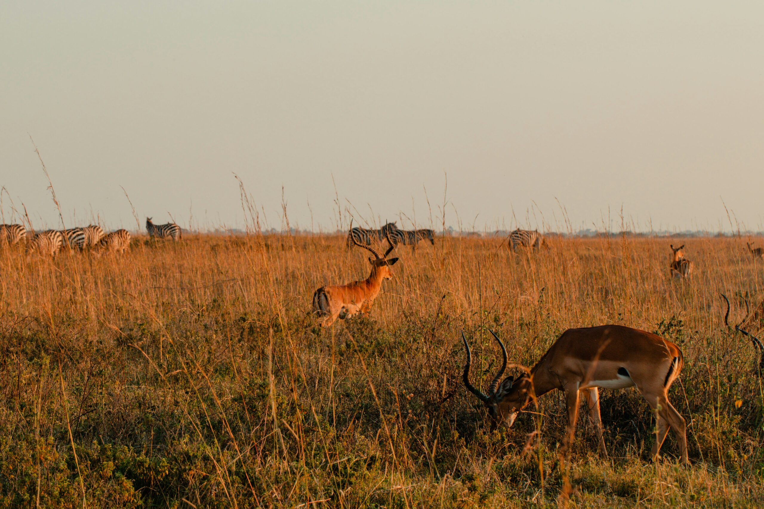 Nairobi National Park Safari