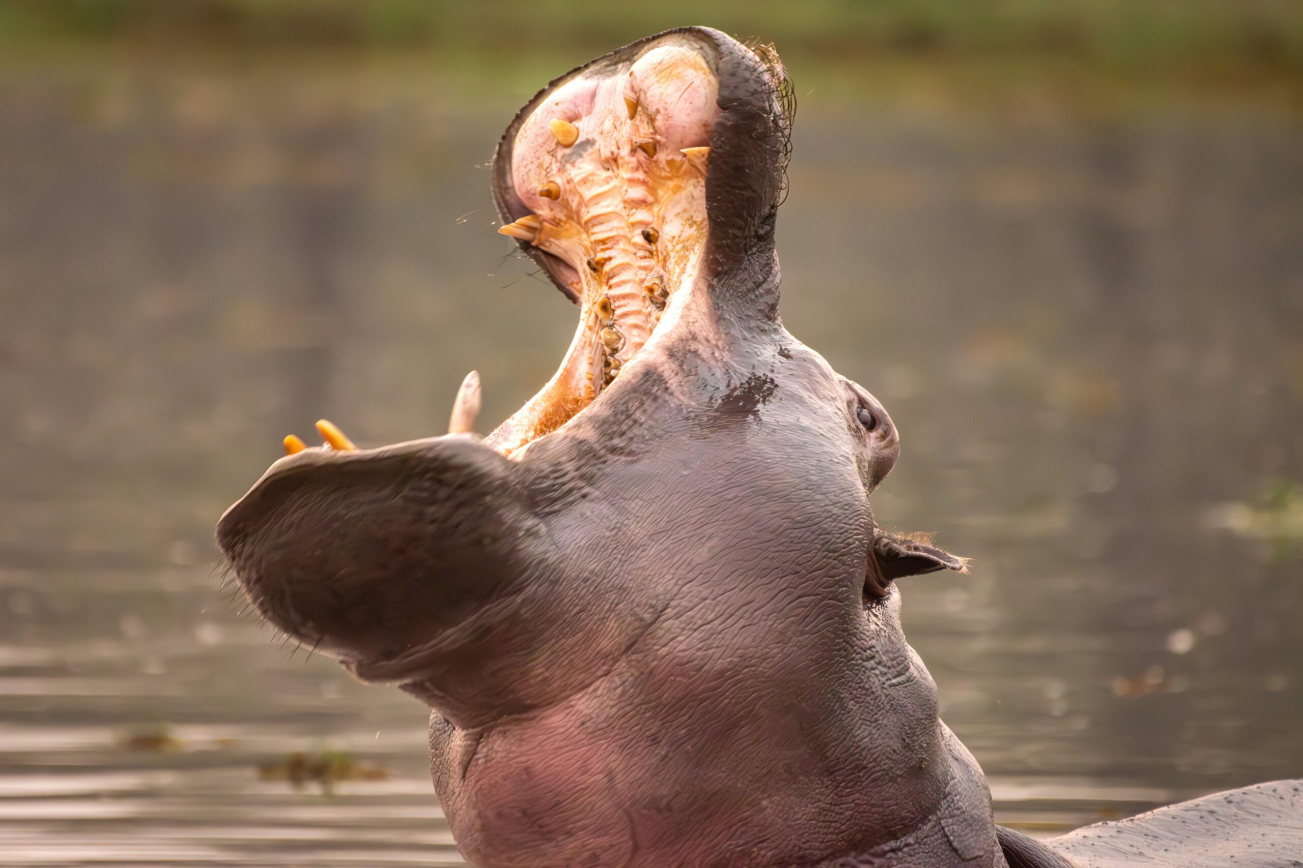 Hippo yawning in water – Kenyan myth of its sacred promise