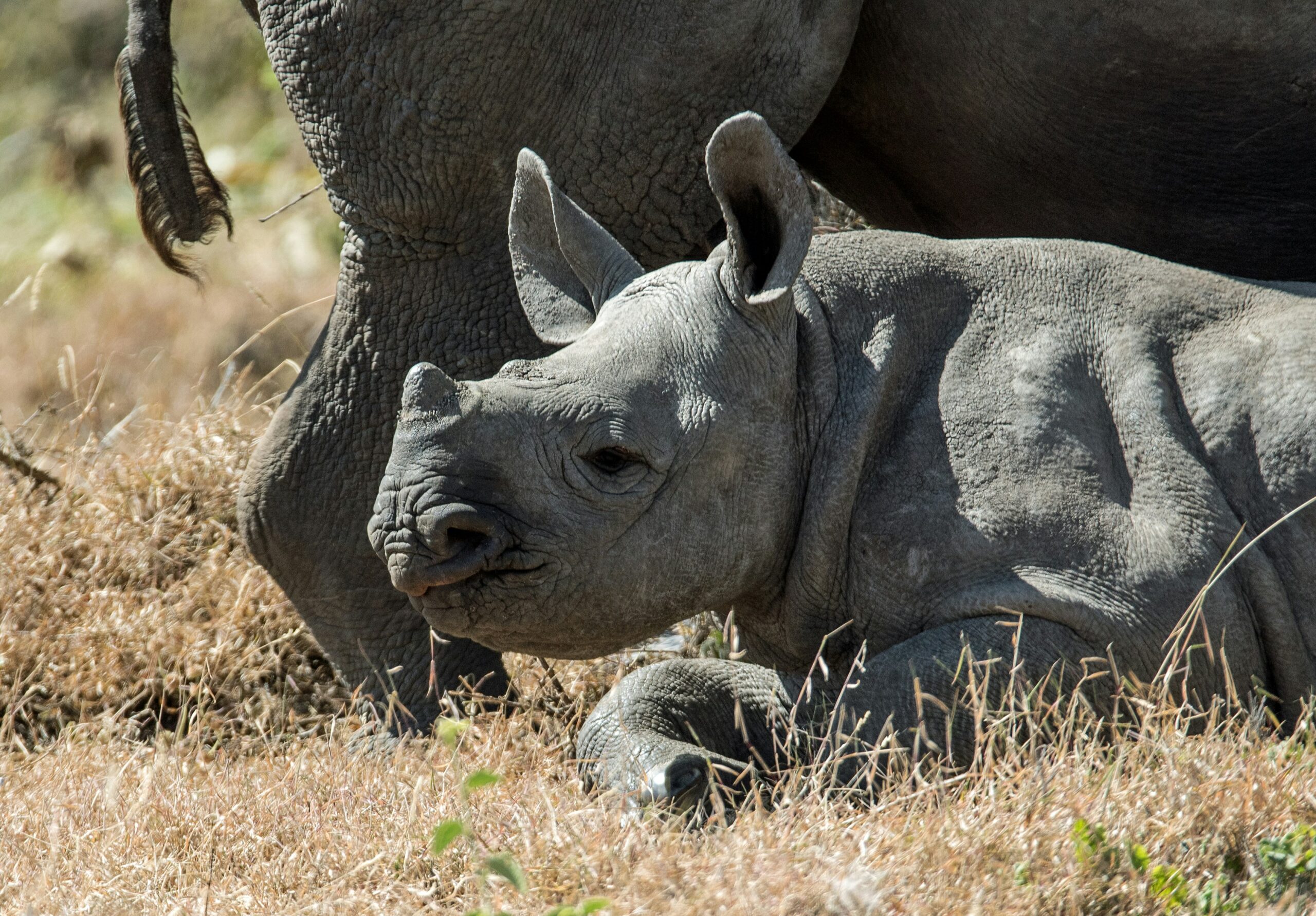 Baby Black rhino at Solio Rhino Sanctuary