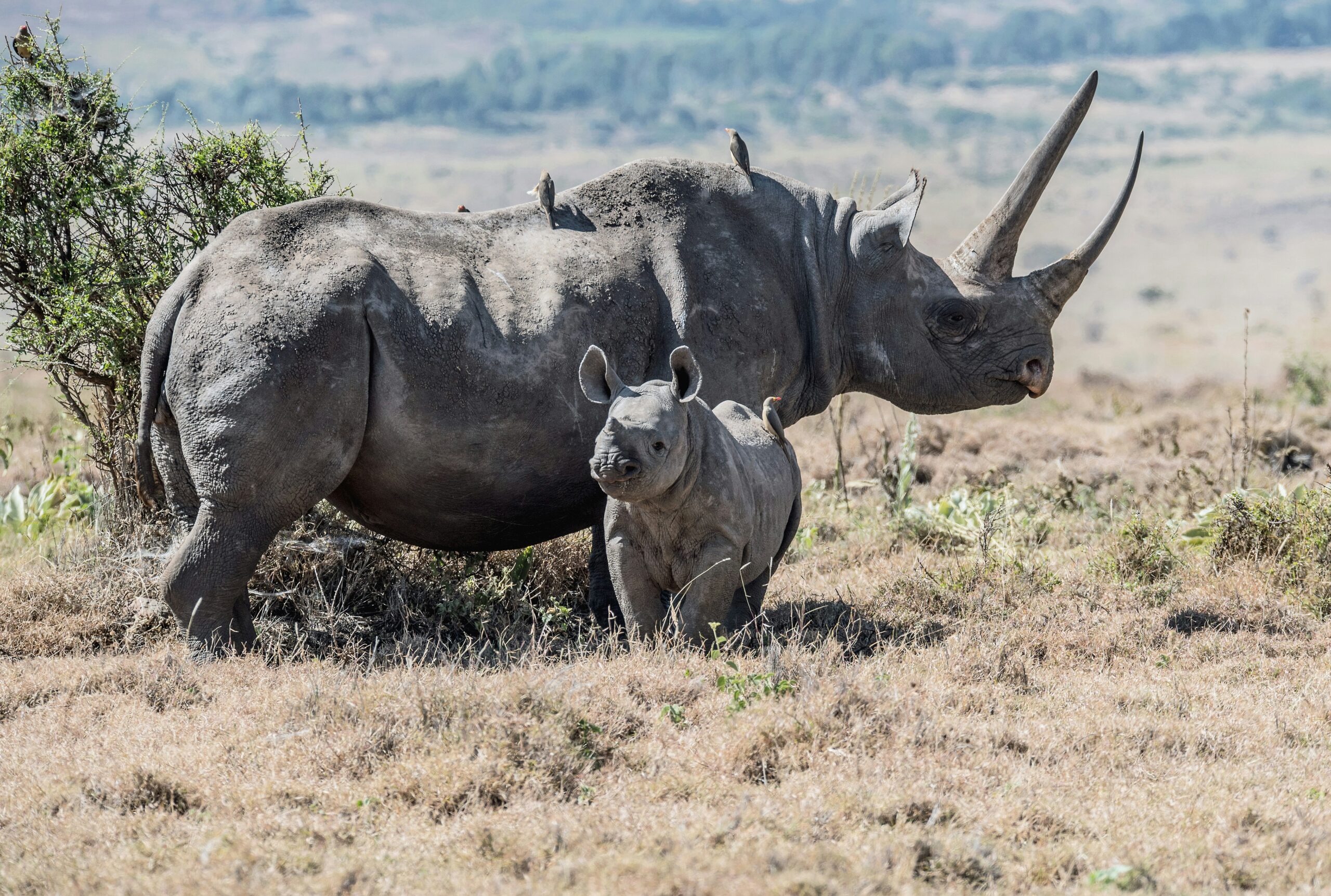 Black rhinos. A mother and baby black rhino in Lewa Conservancy, Kenya