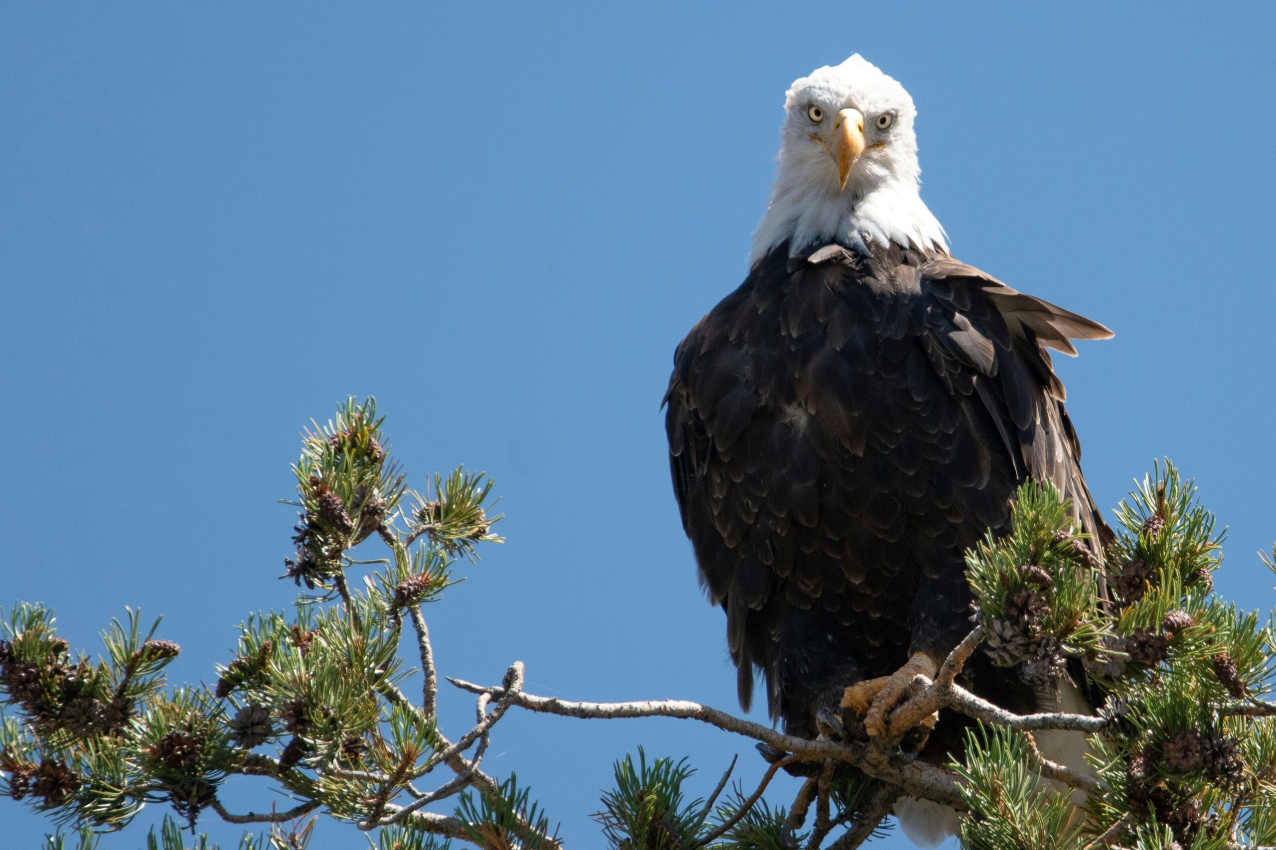 Crowned eagle perched in Mwaluganje, a top birdwatching spot
