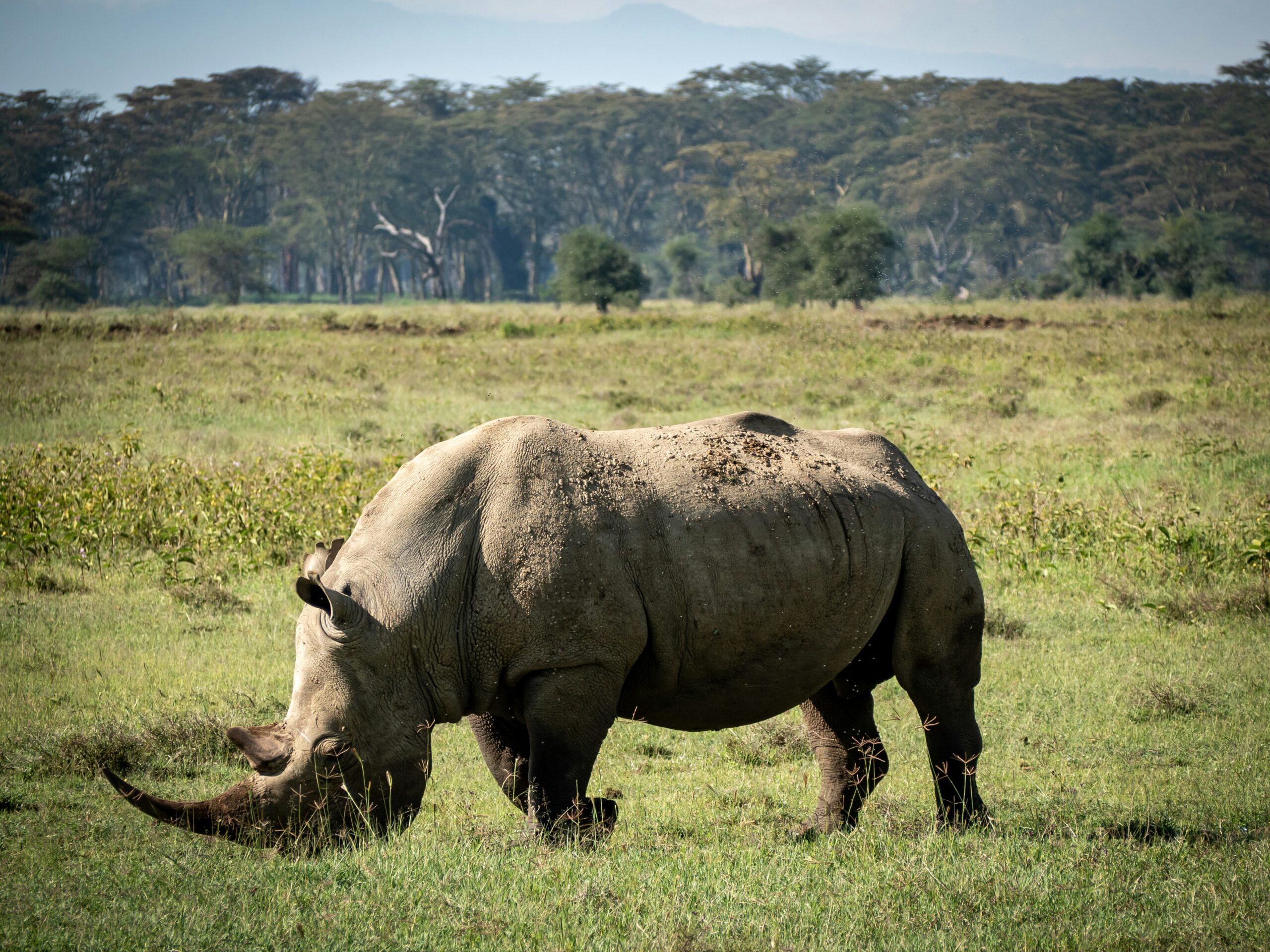 Southern white rhinos and flamingos at Lake Nakuru, a key rhino sanctuary in Kenya