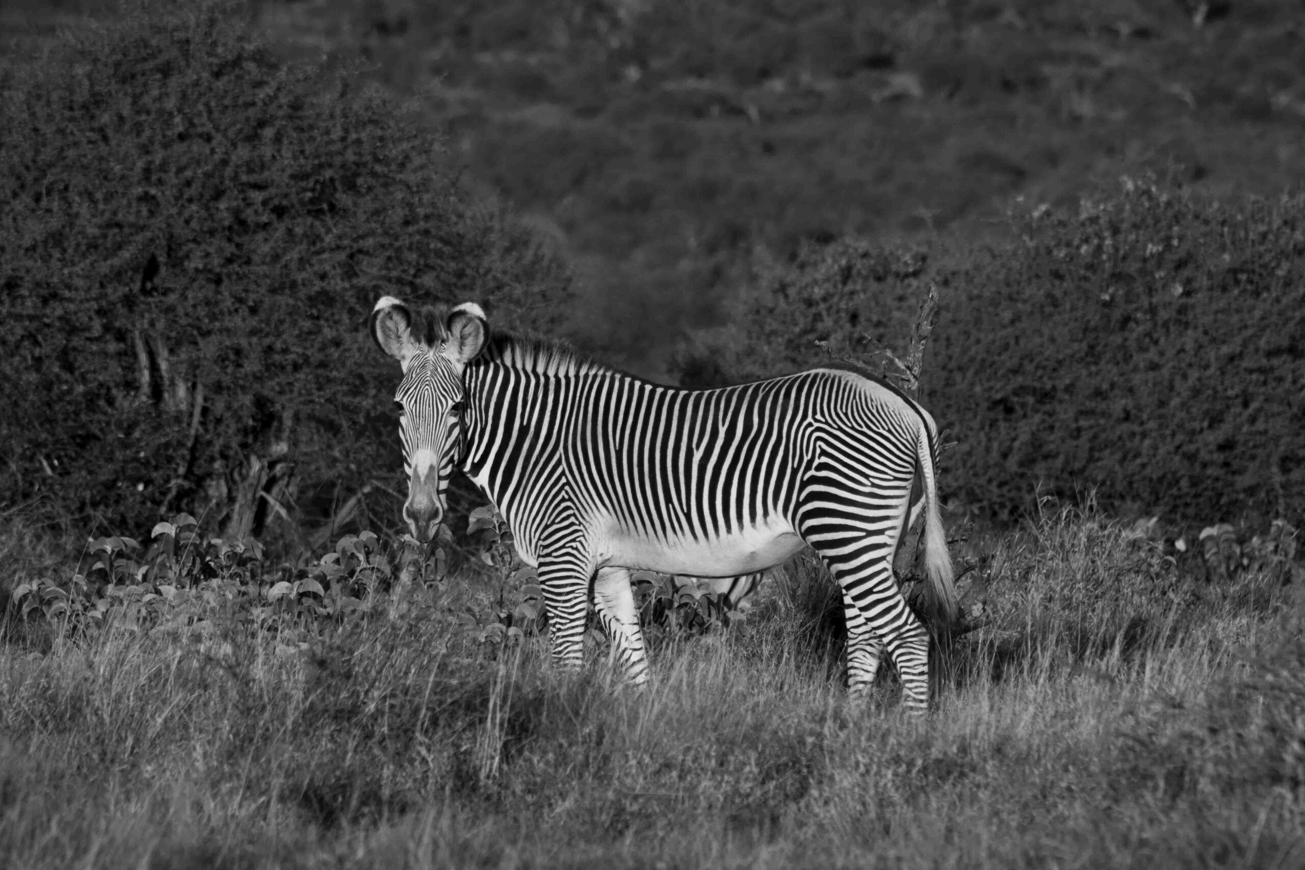 The endangered grevys Zebra grazing in the wilderness of Laikipia, Kenya.
