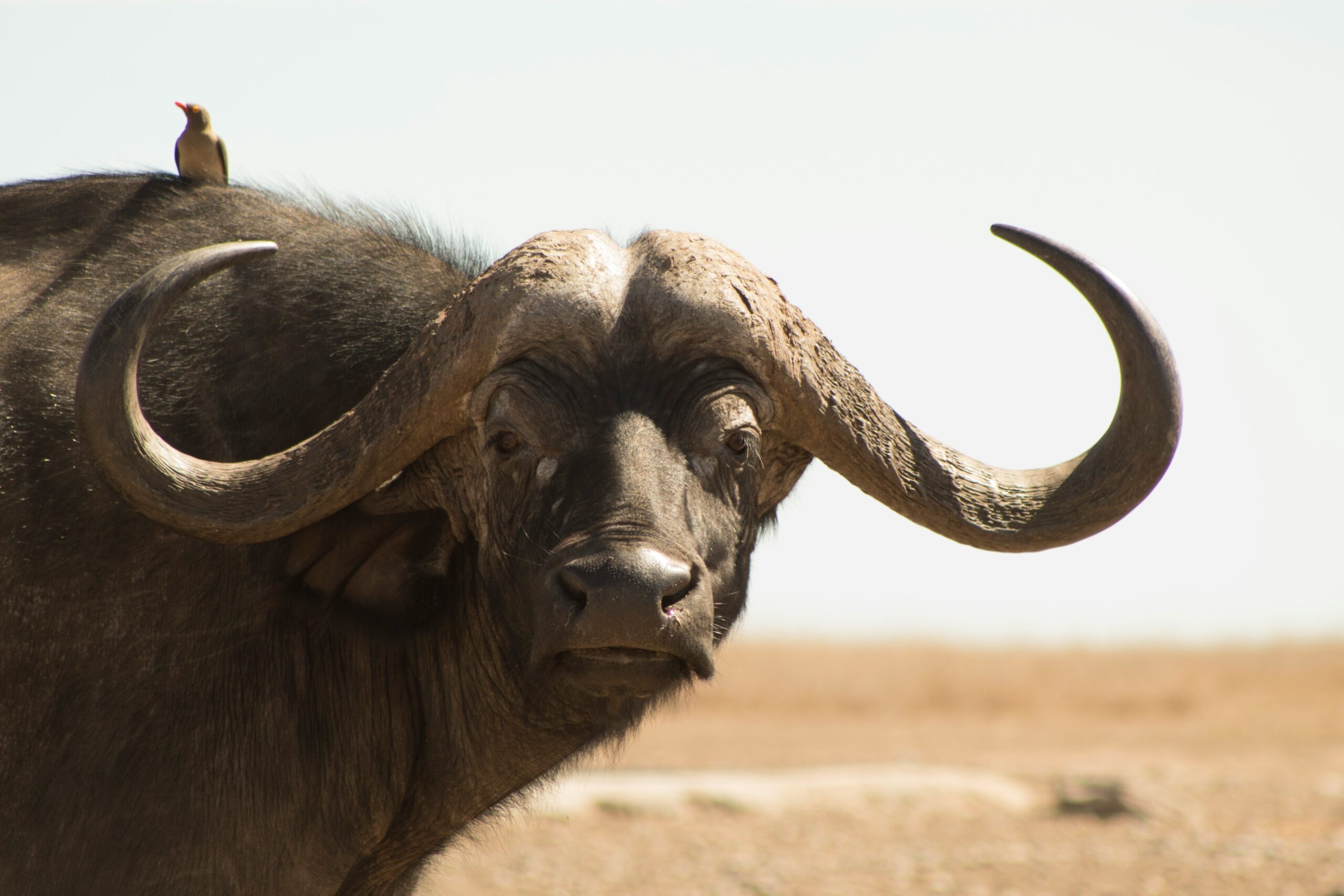 A buffalo in laikipia kenya on safari