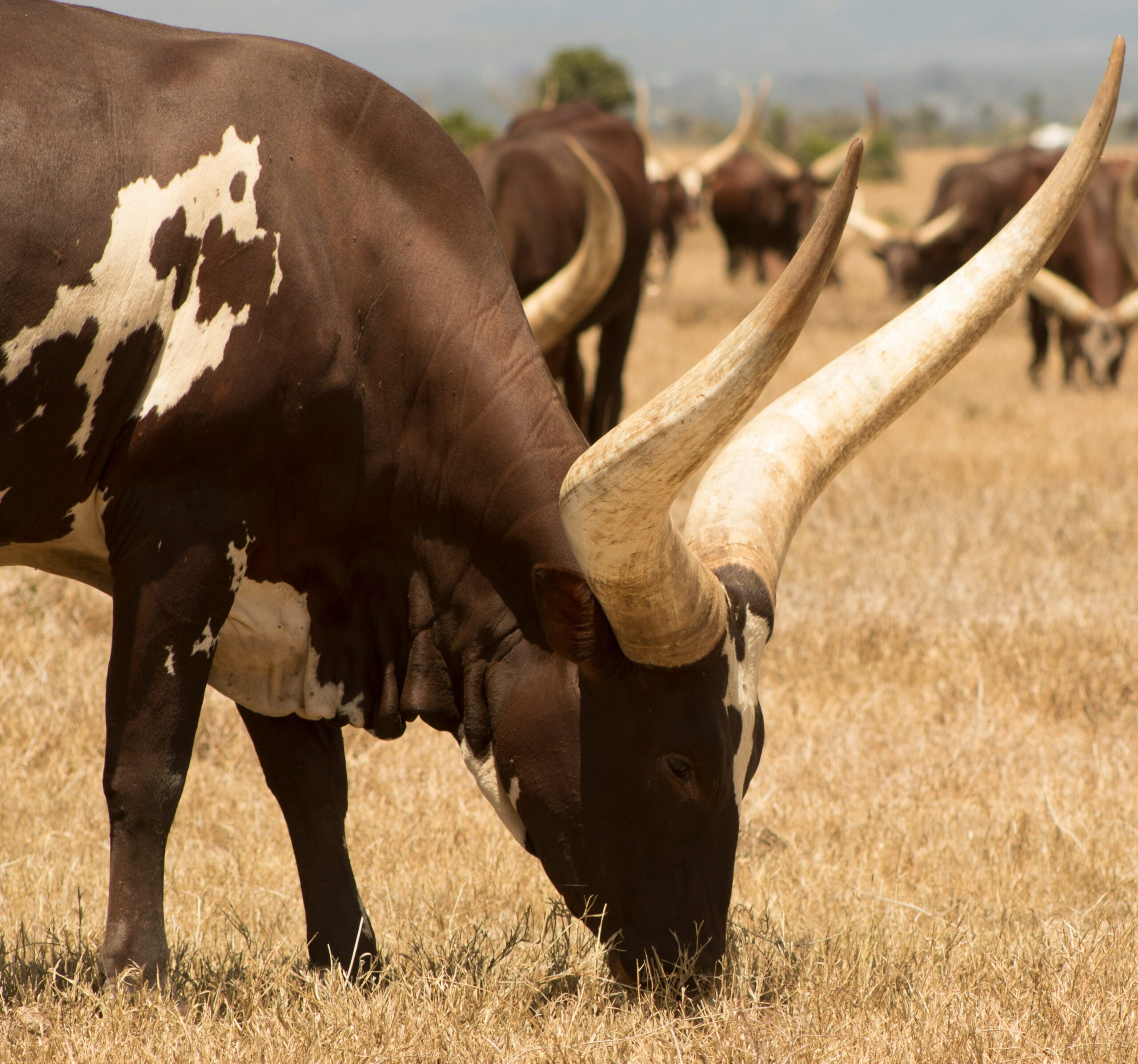 Ankole Cows grazing in the plains of Ol Pejeta Conservancy