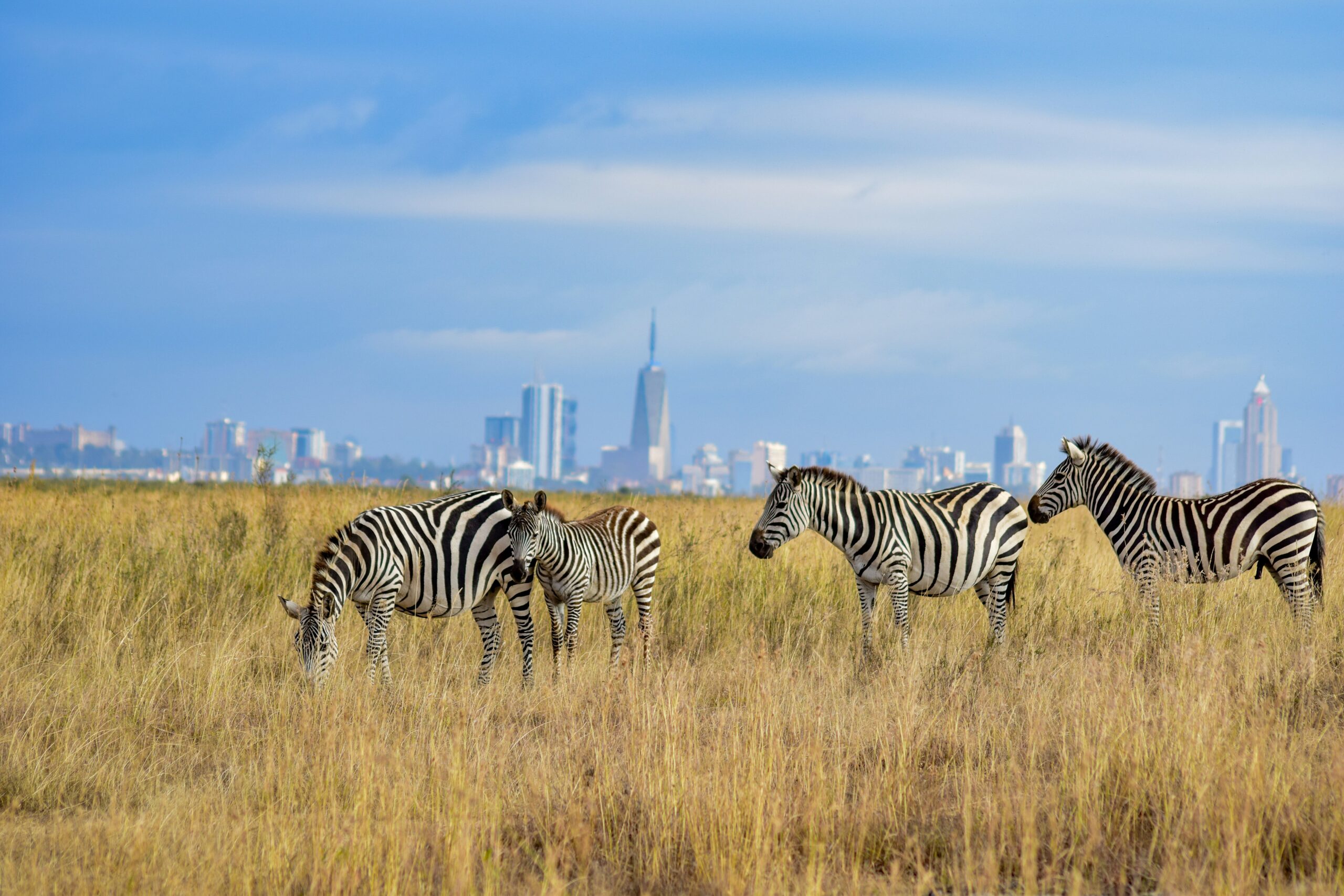 Zebras spotted in Nairobi National Park Safari