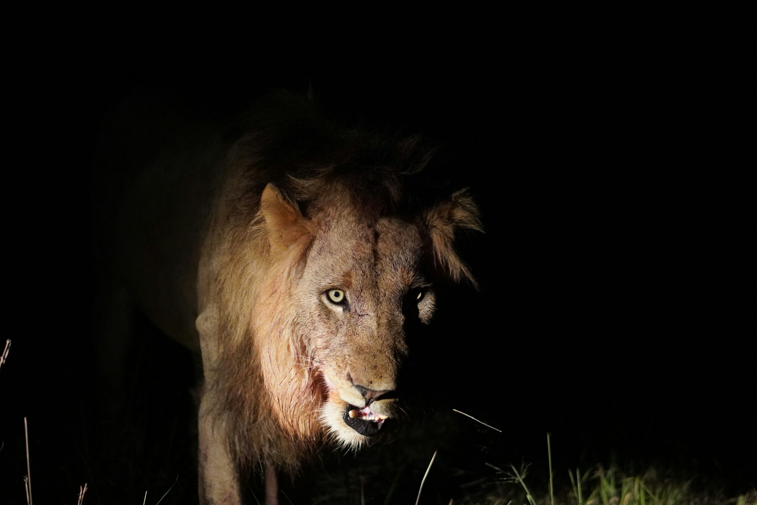 A lion spotted during a night safari in Kenya's Mara Naboisho Conservancy