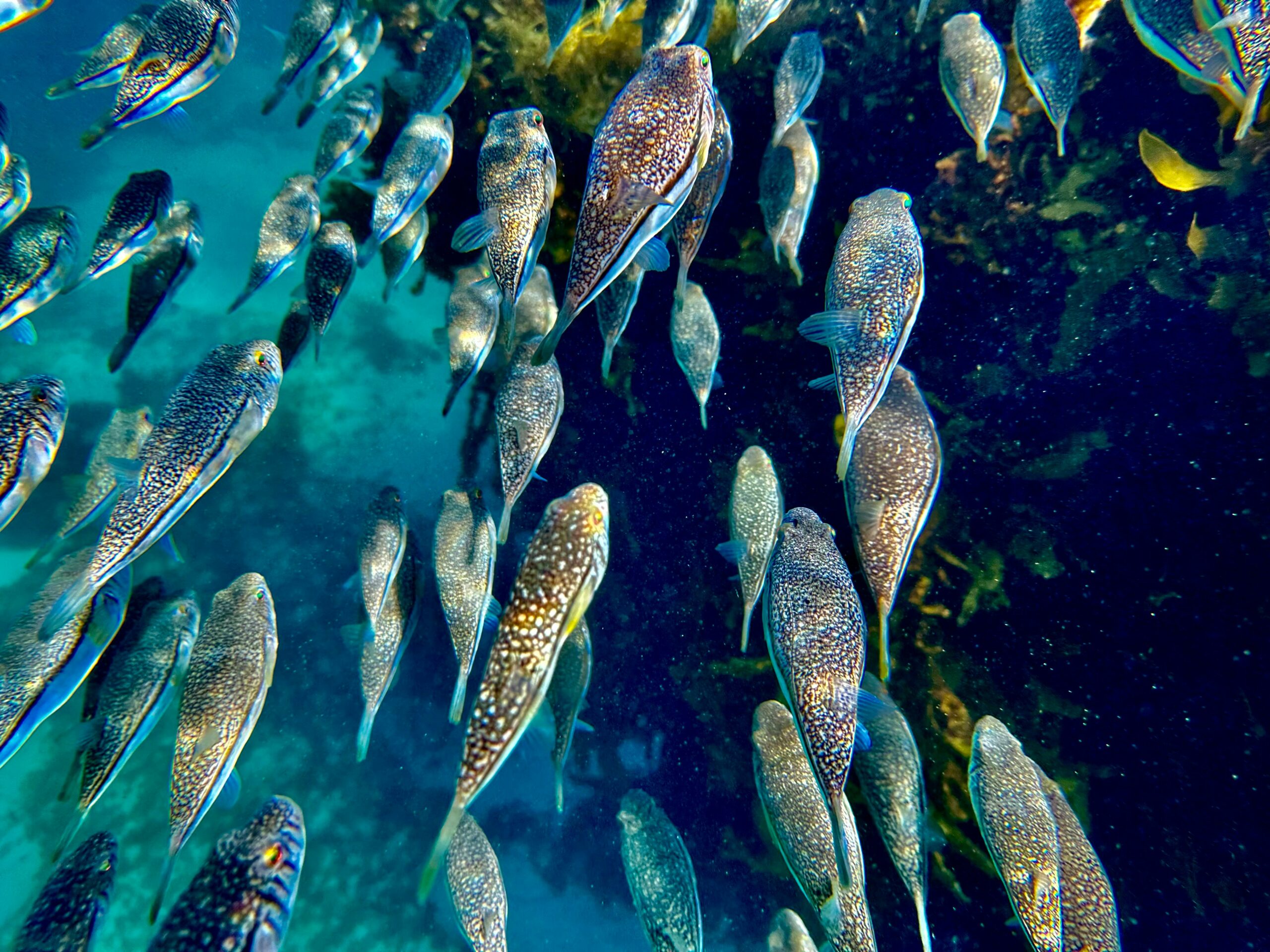 Malindi Marine Park showcasing Kenya’s coral reefs and marine life.