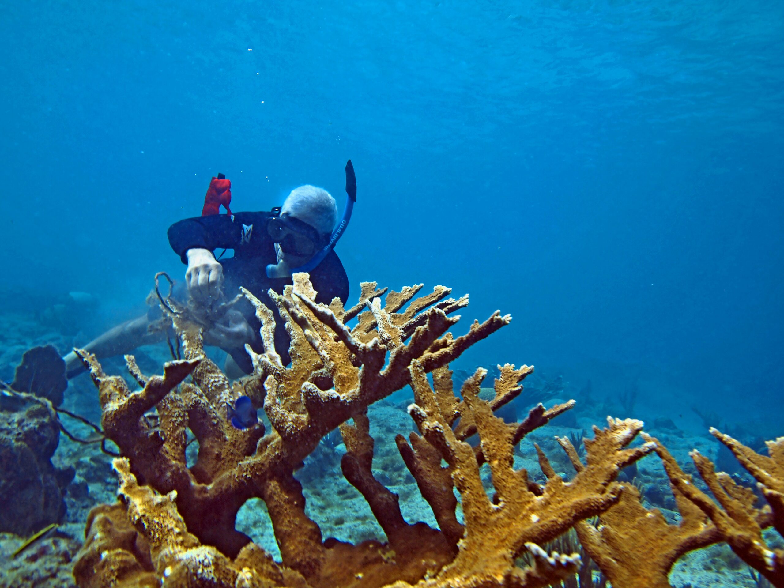 Sea turtles swimming in Watamu Marine Park’s coral reefs, Kenya