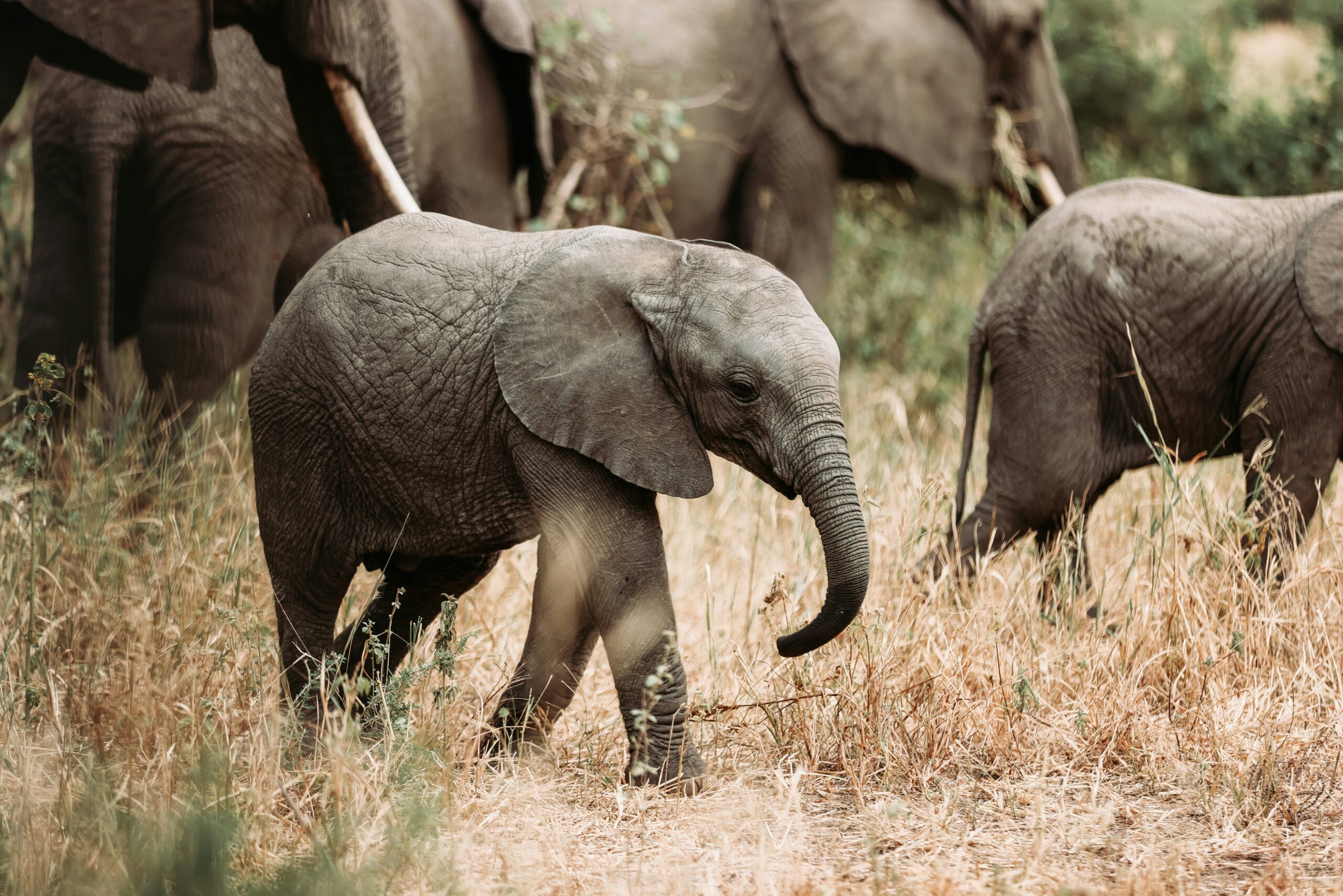 Elephants roaming freely at Mwaluganje Elephant Sanctuary, Kenya