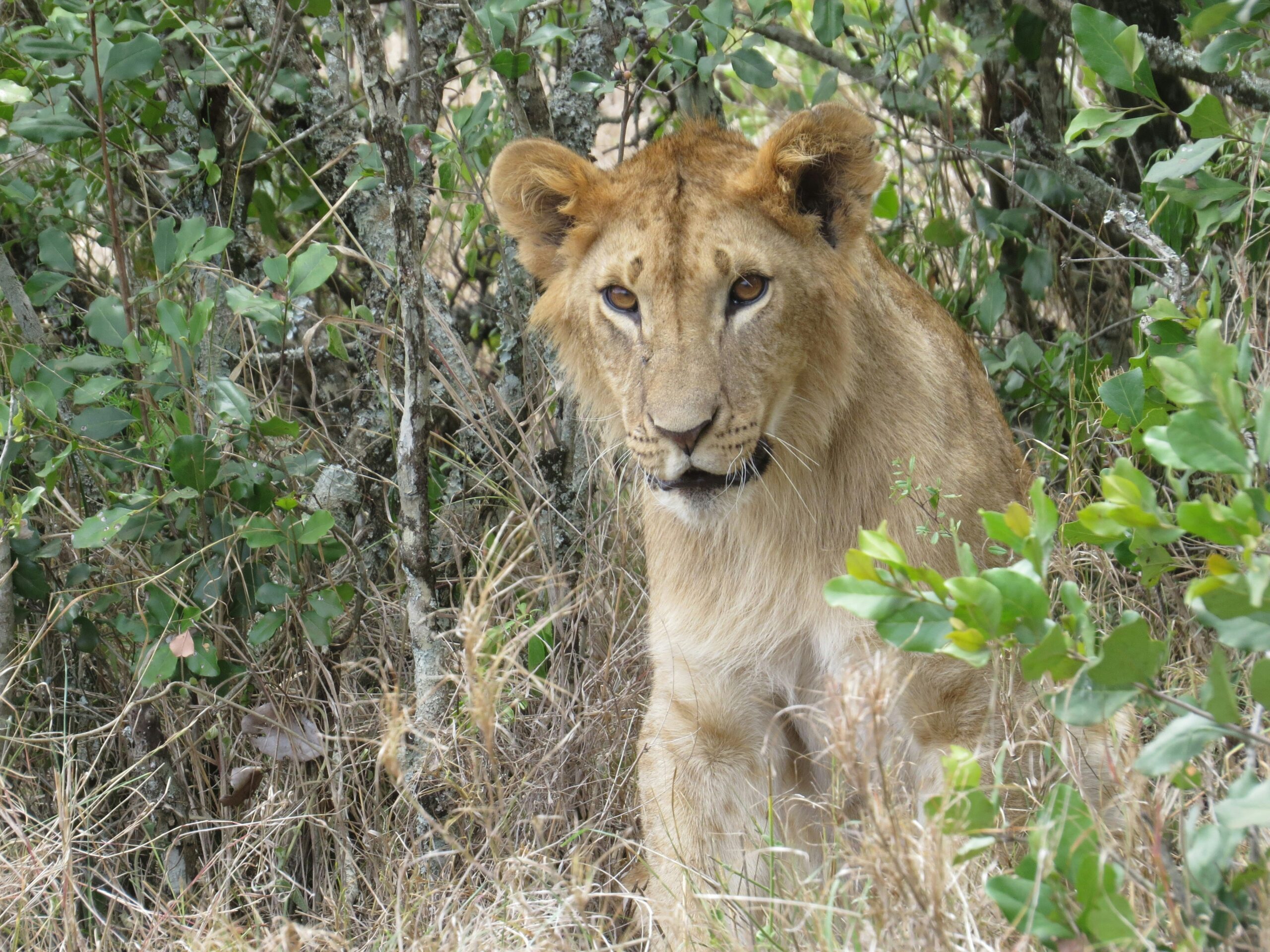 Lion with GPS tracking collar at Ol Pejeta