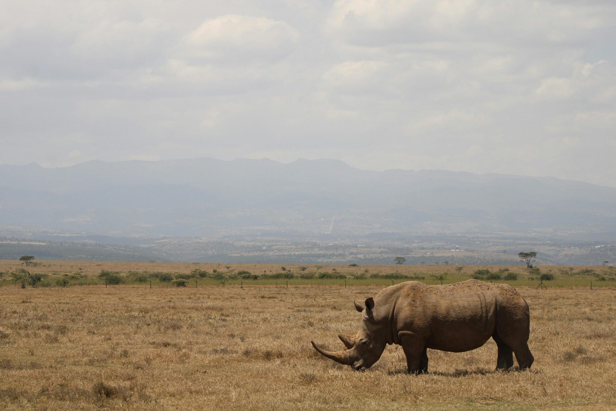 Rhino grazing in Loisaba, Kenya