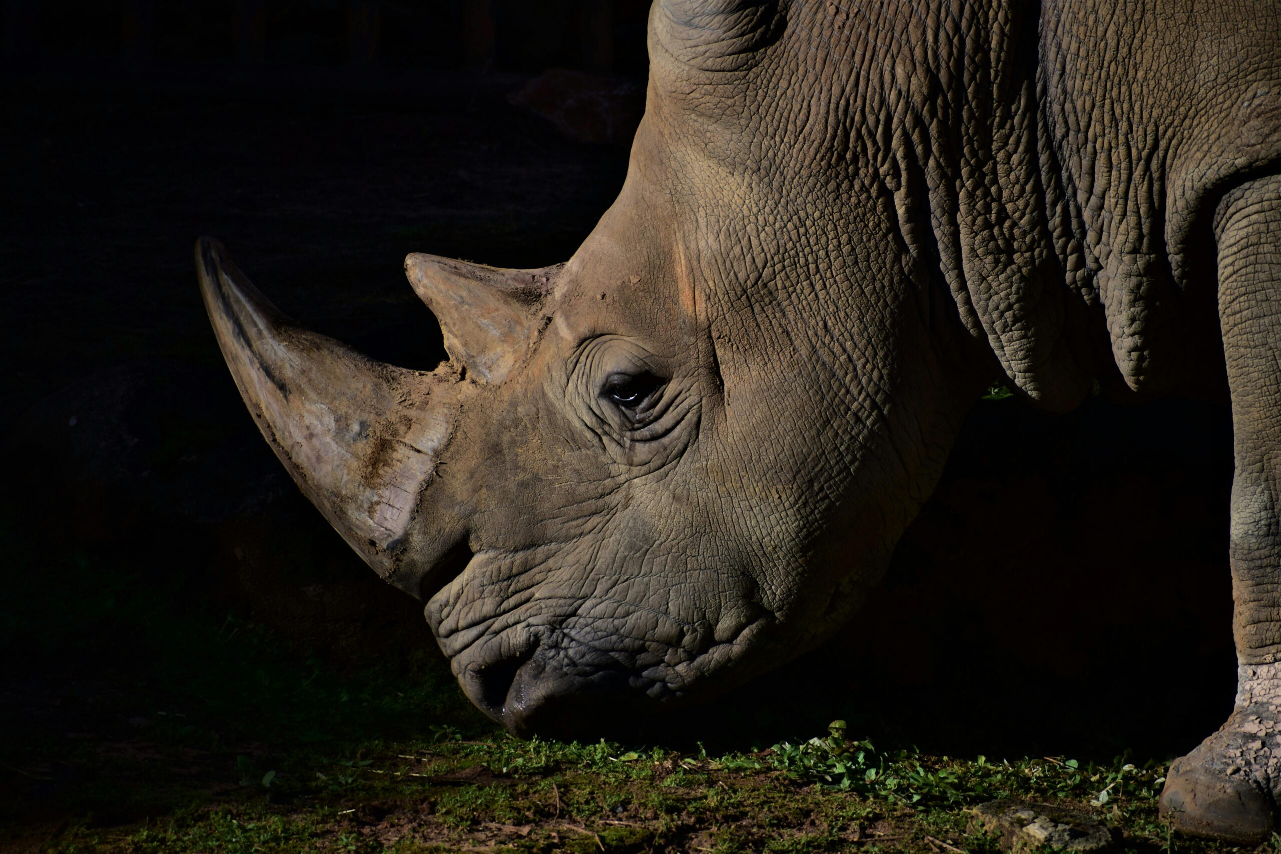 Rhino spotted on a guided night game drive with spotlight in Ol Pejeta, Kenya