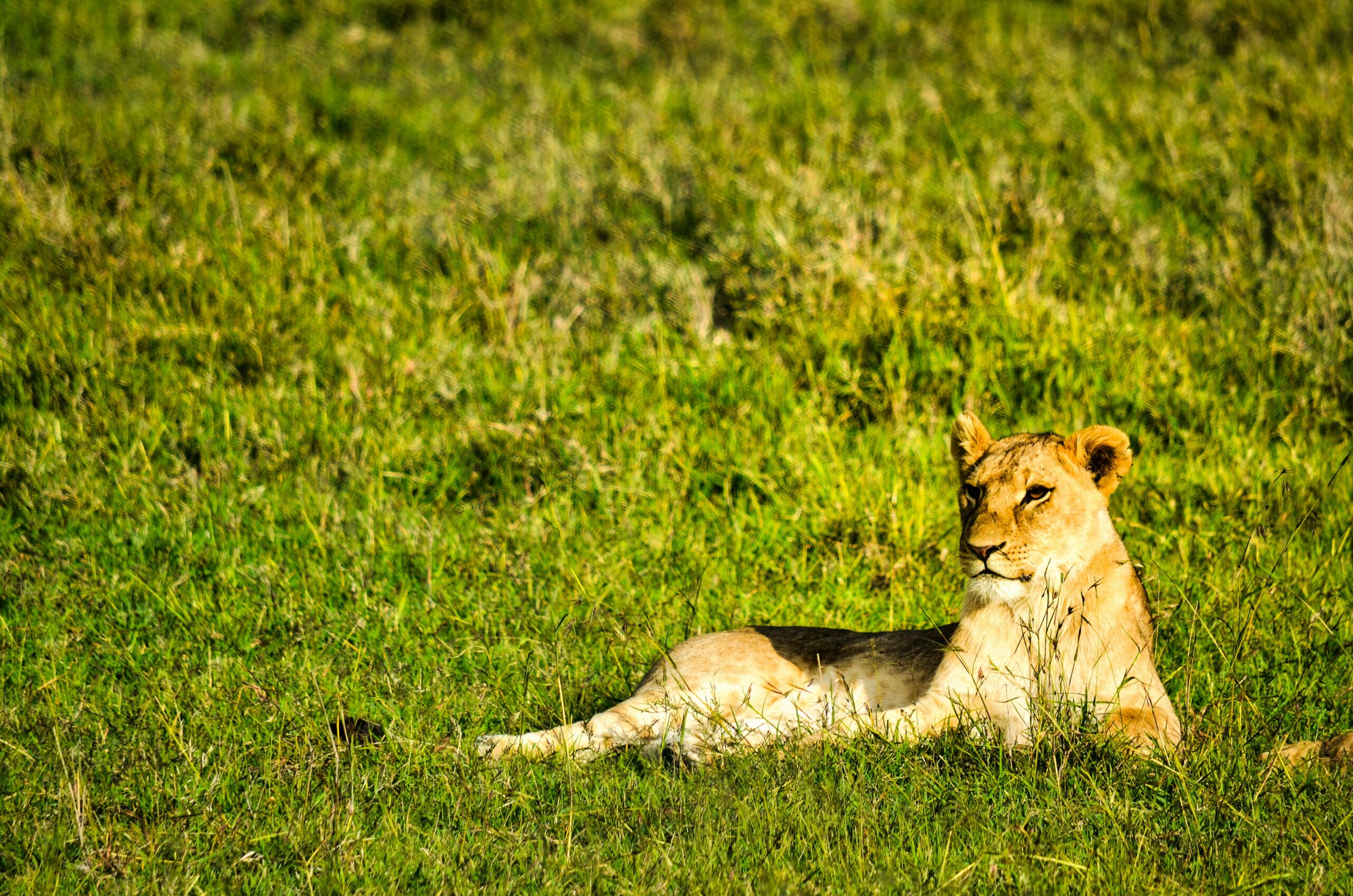 A lion spotted during a safarai game drive in Loisaba