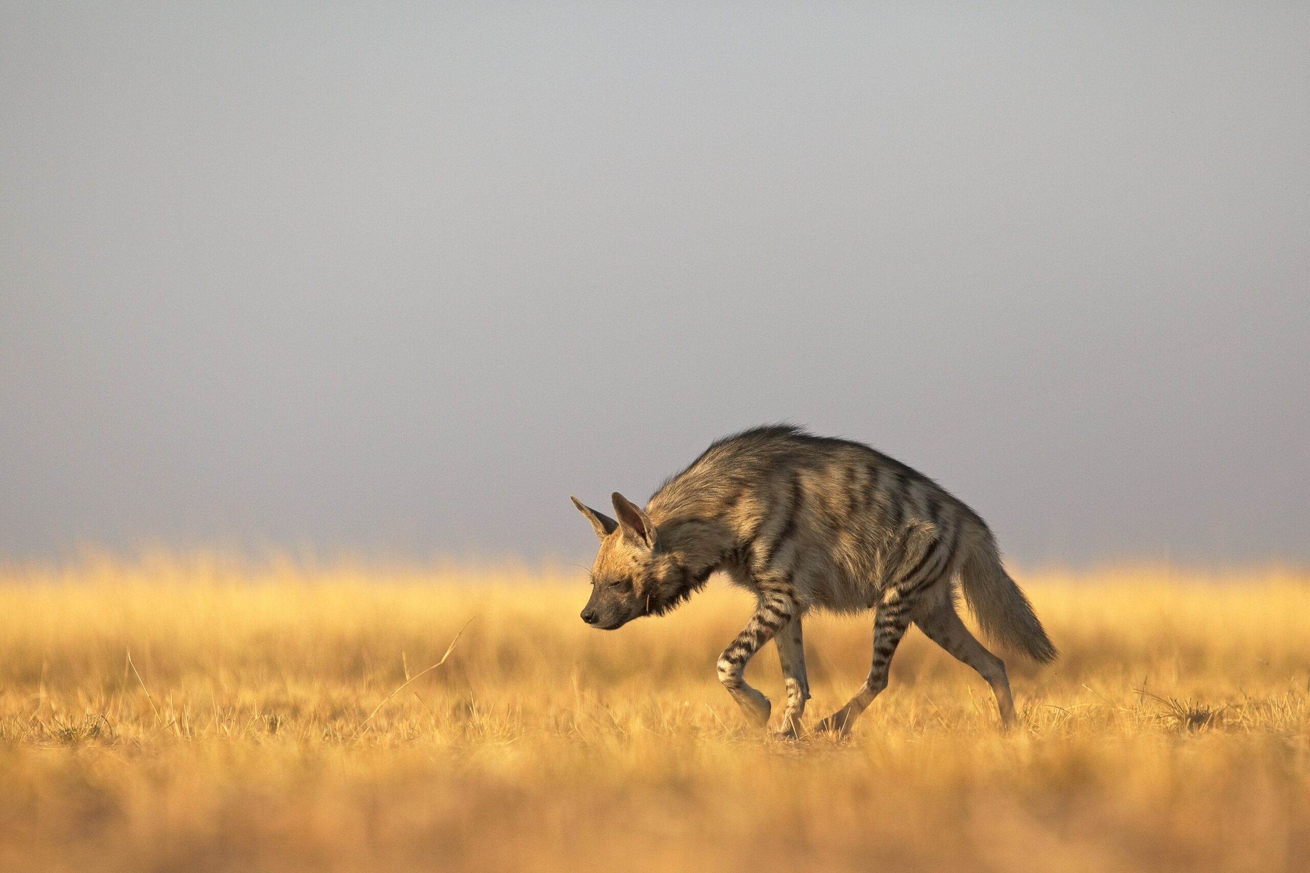 Hyena limping – African folktale about greed and indecision