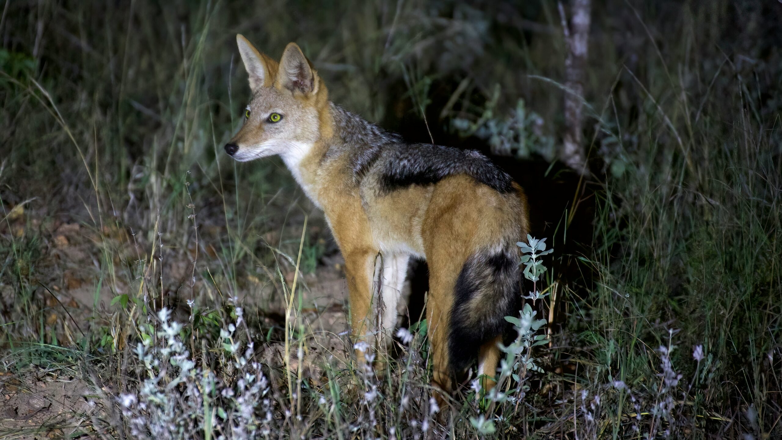 Silverback Jackal spotted on a night safari in Kenya