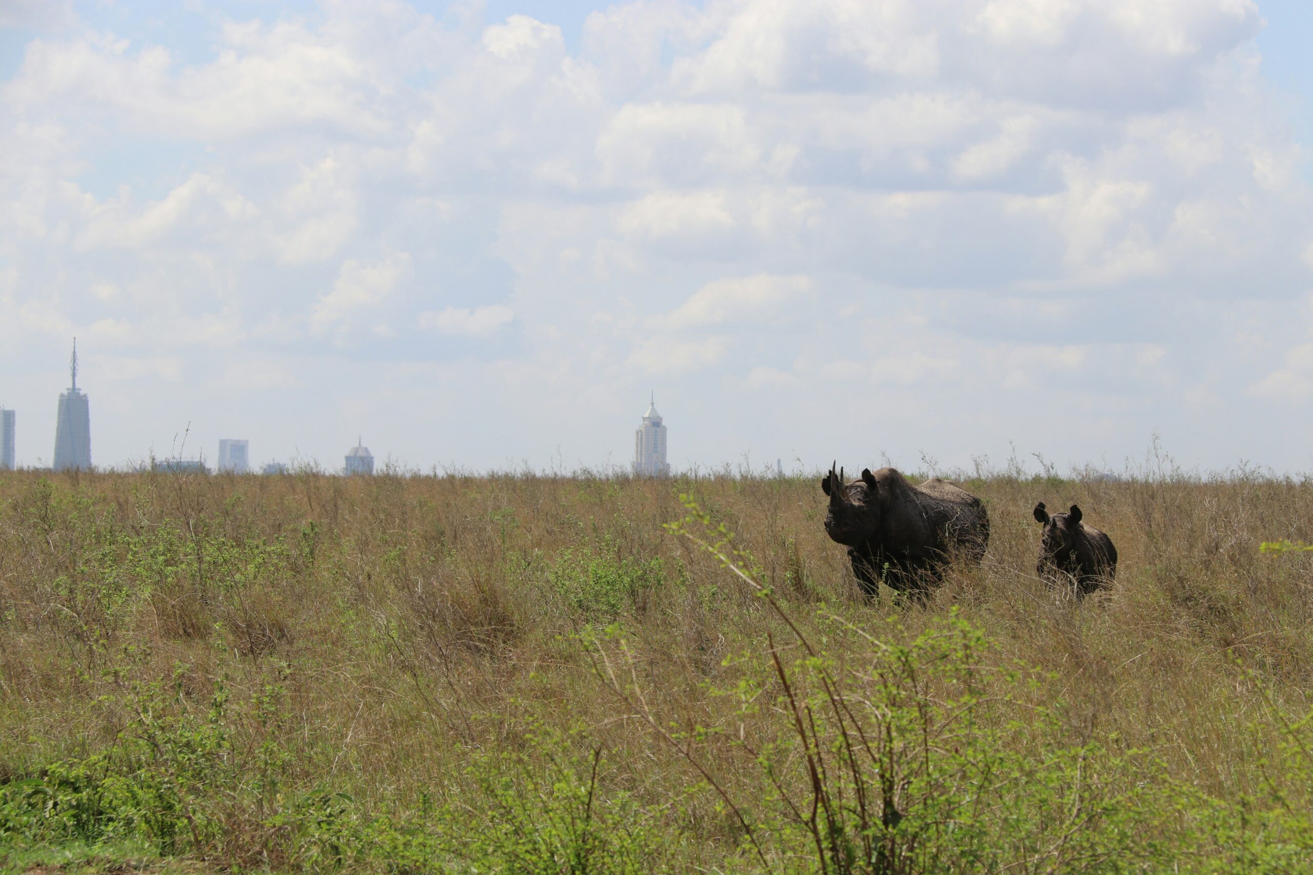 Rhino in Nairobi National Park with Nairobi City skyline in the backdrop