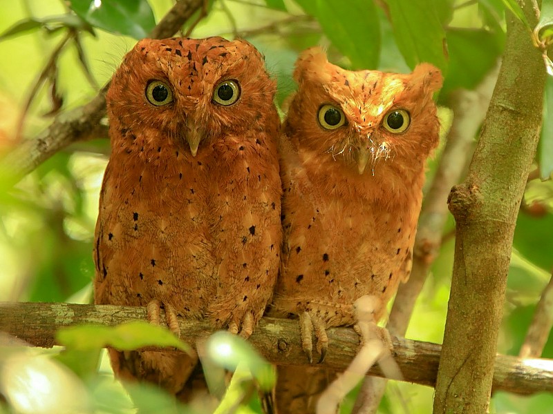 Elusive Sokoke Scops Owl in the Arabuko-Sokoke Forest, Kenya birding safari