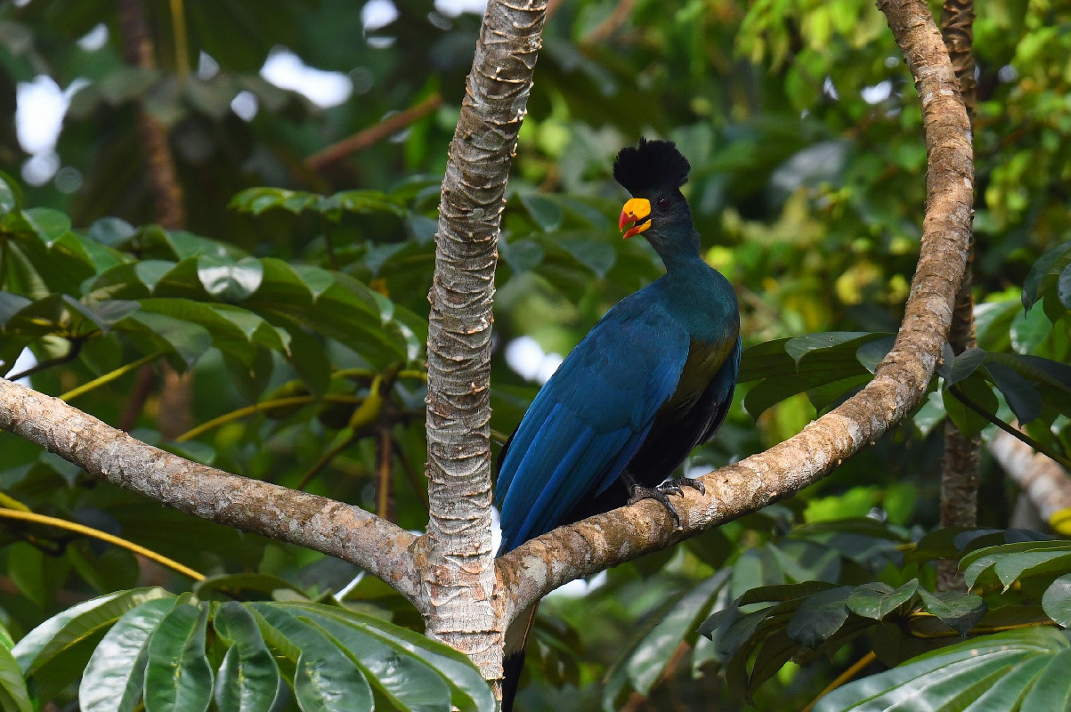 Rare Great Blue Turaco in the Kakamega Forest rainforest on a birding safari