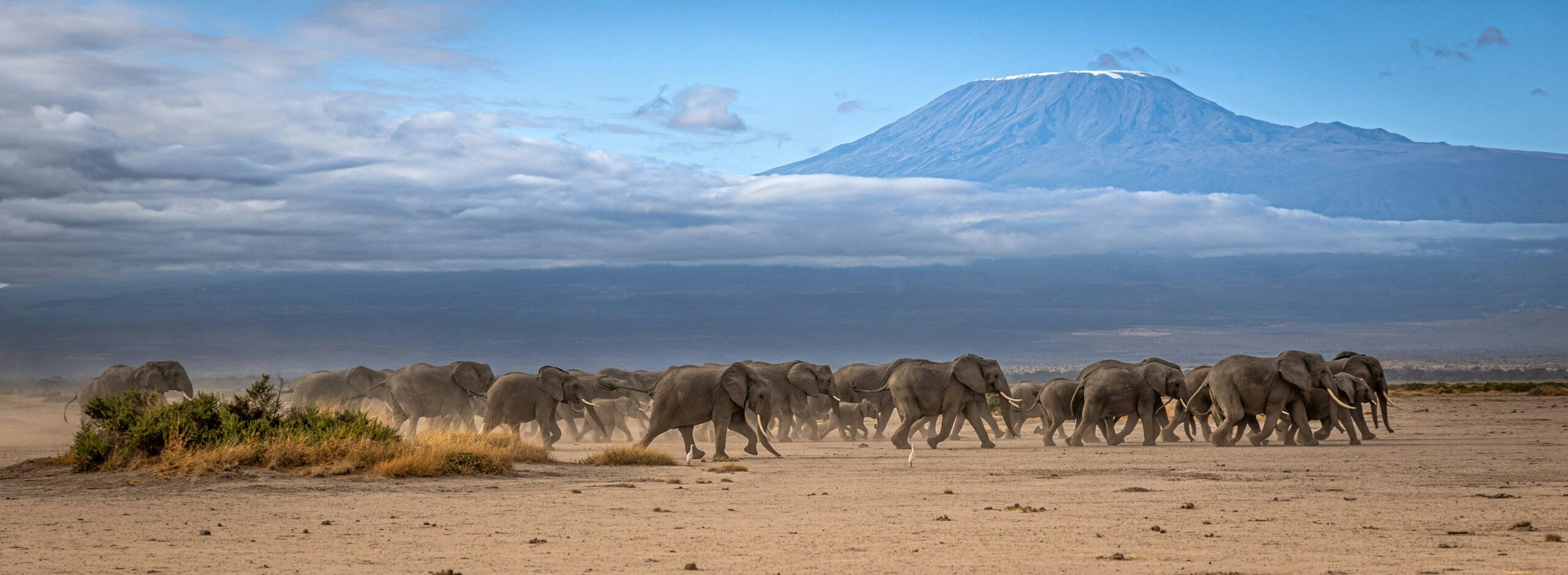 Elephants roaming Amboseli with a backdrop view of snow capped Mount Kilimanjaro