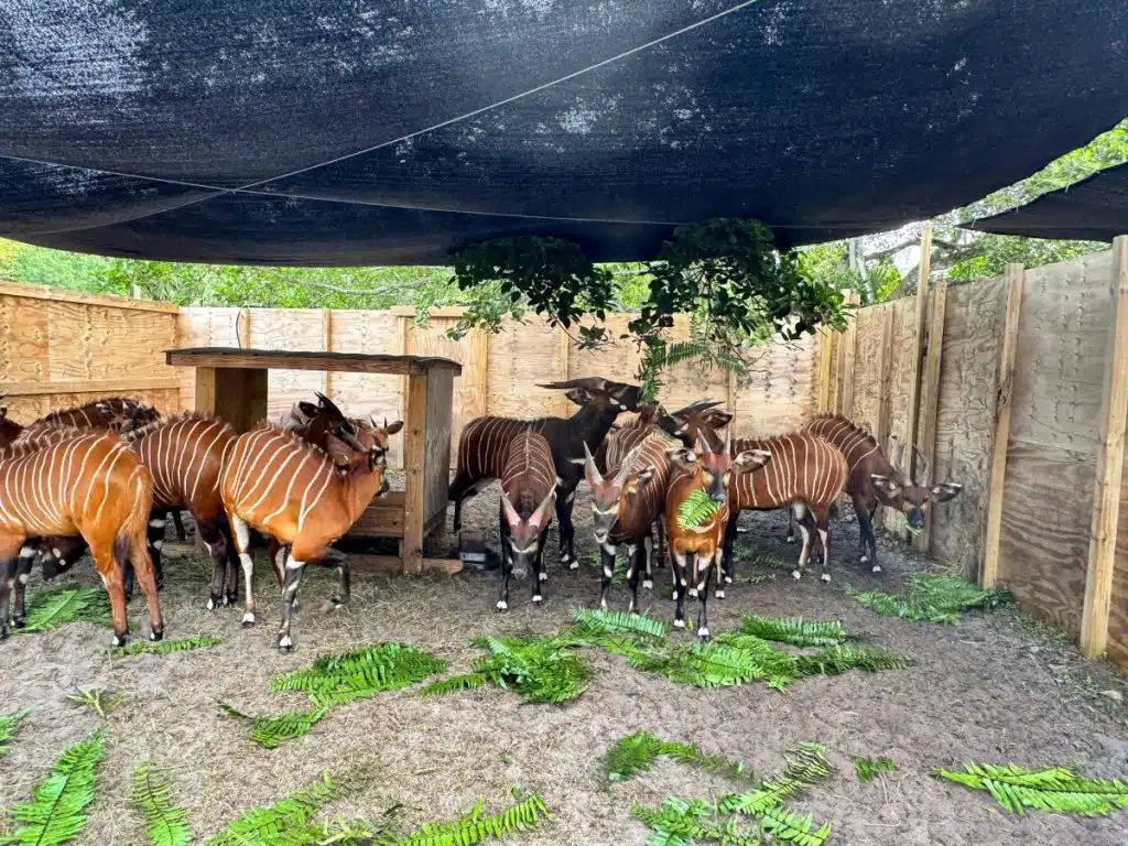 The endangered Mount Bongo Antelope in Central Kenya