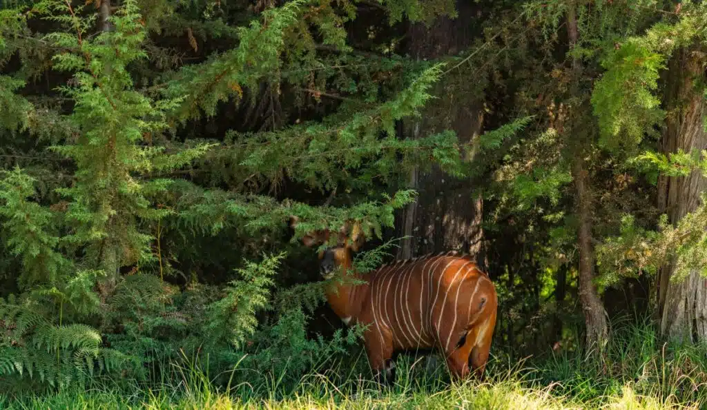 Misty montane forest habitat of the endangered mountain bongo in central Kenya
