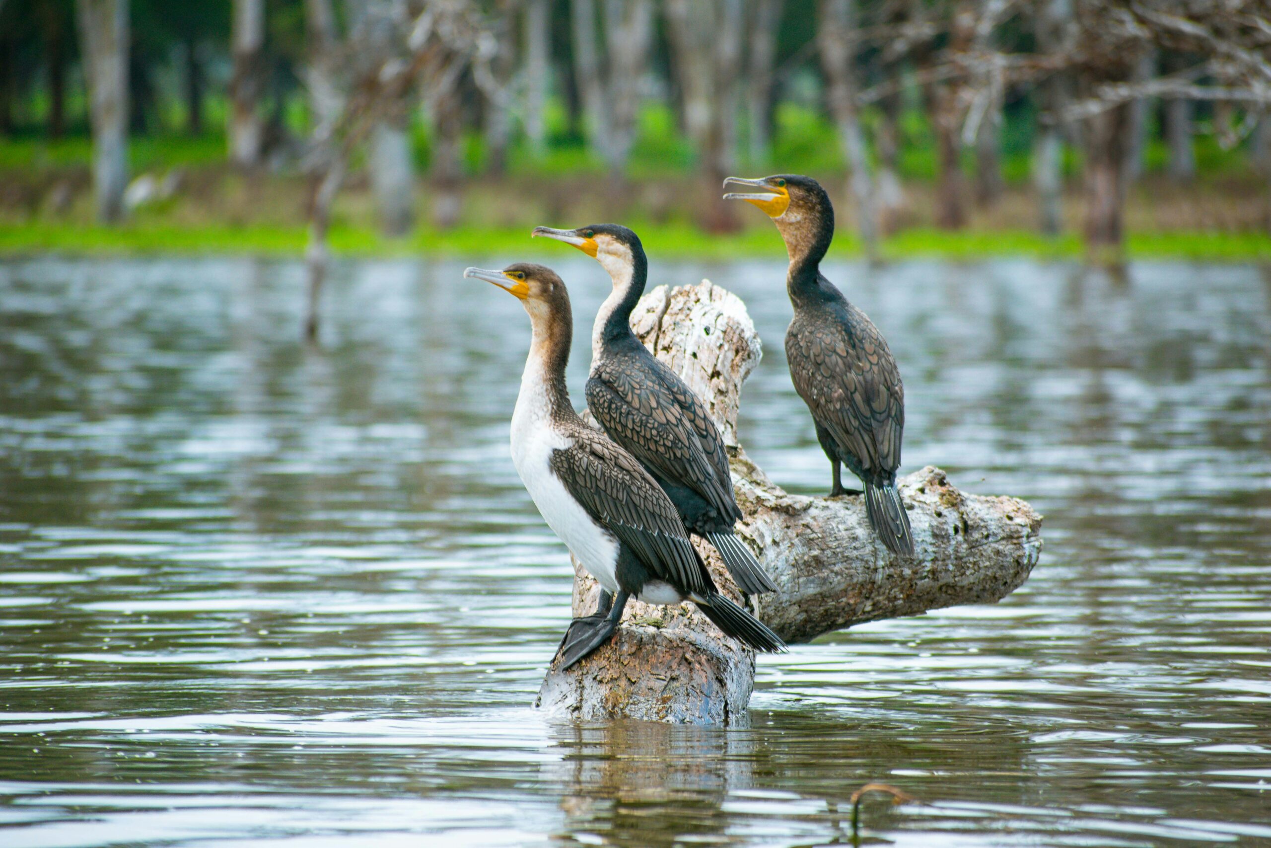 Birding safari on a boat ride across Lake Naivasha
