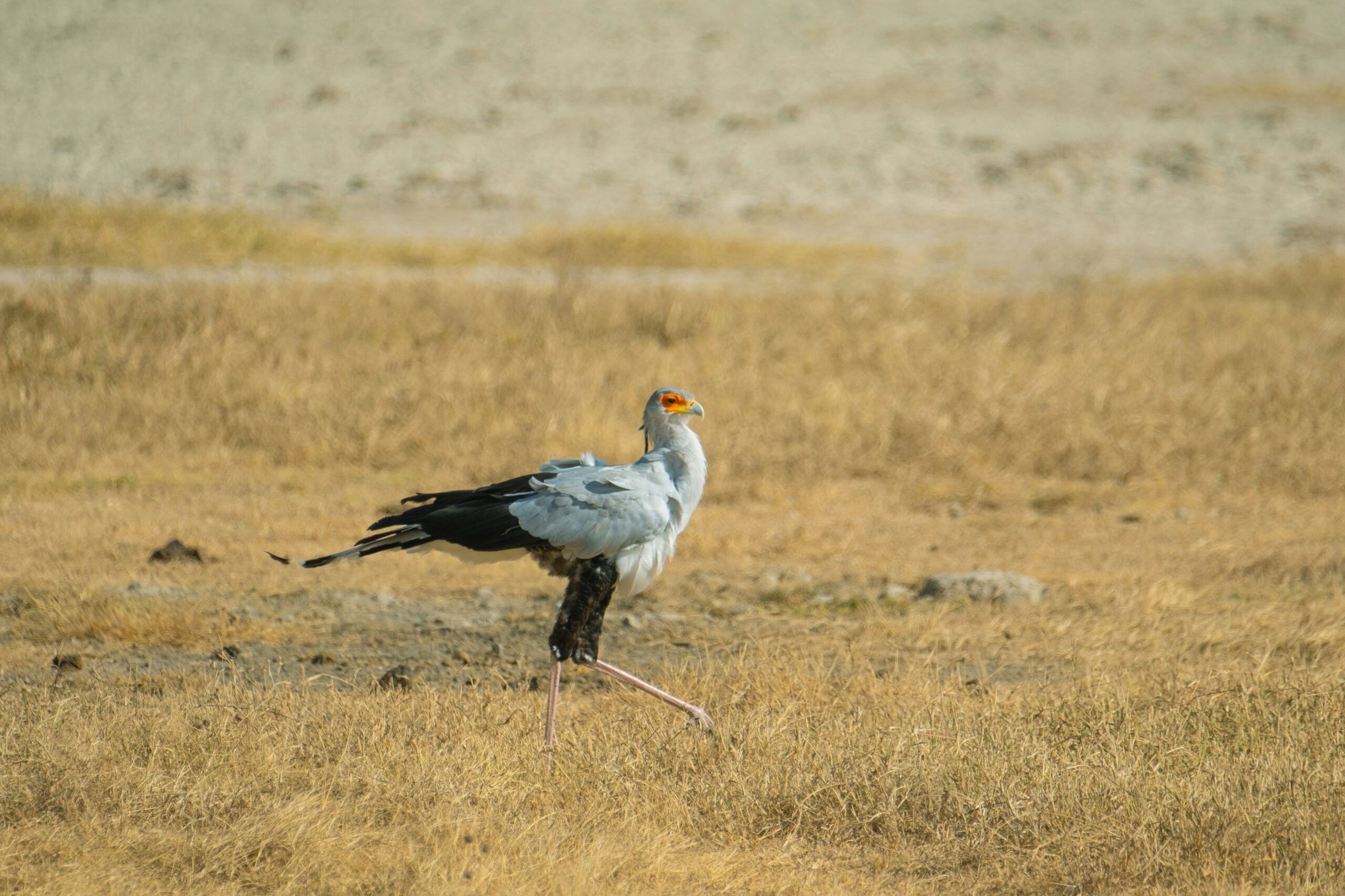Secretary bird hunting in the Masai Mara grasslands during a Kenya birding safari