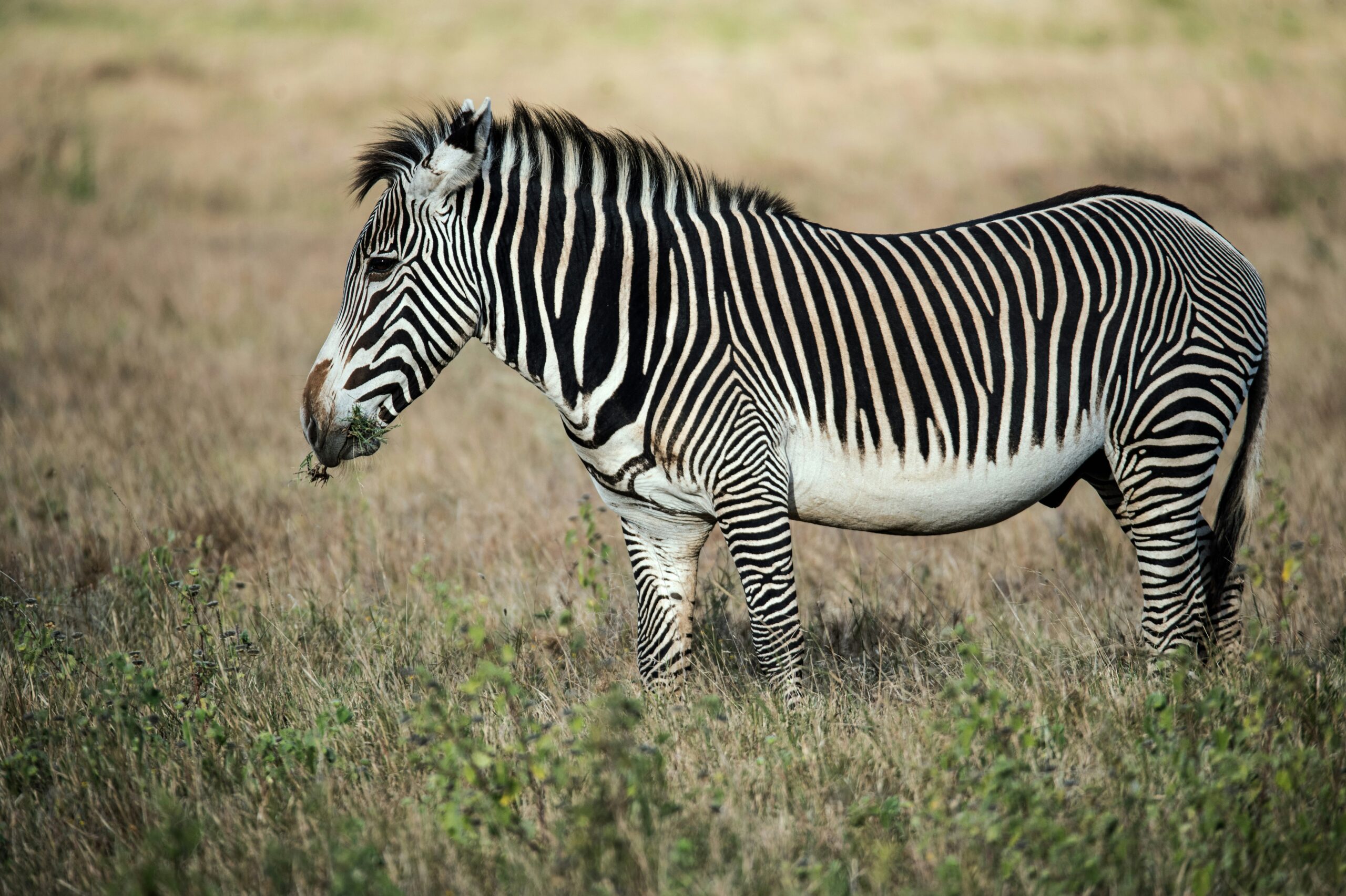 rare Grevy's zebras grazing in the golden savanna of Mwea National Reserve, Kenya.