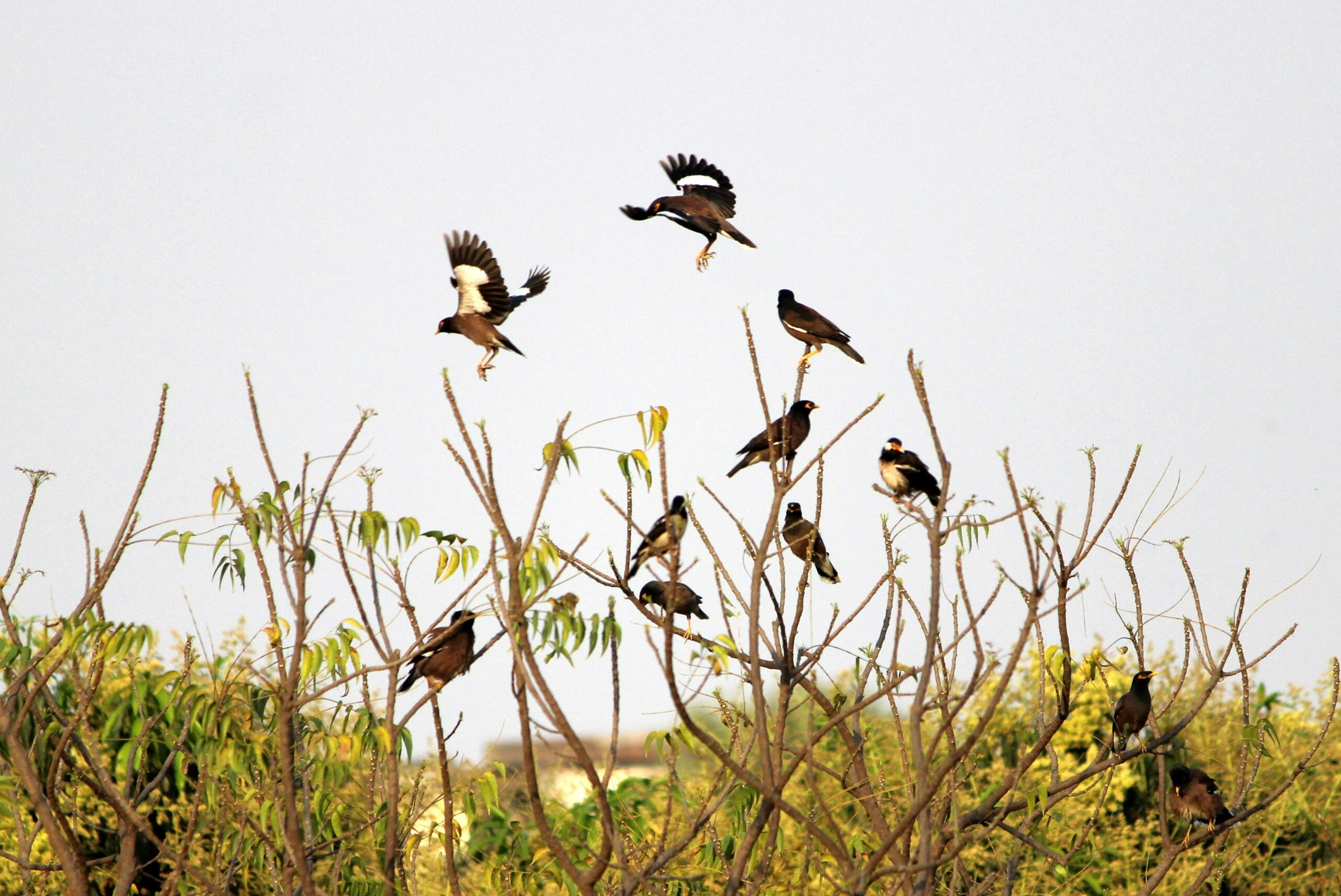 Migratory bird species in Kenya birding safari