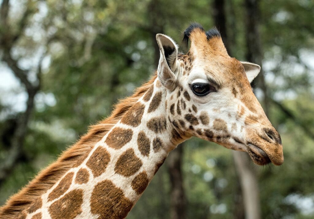 A close-up shot of a Rothschild giraffe's head, clearly showing the five ossicones and its patterned coat.