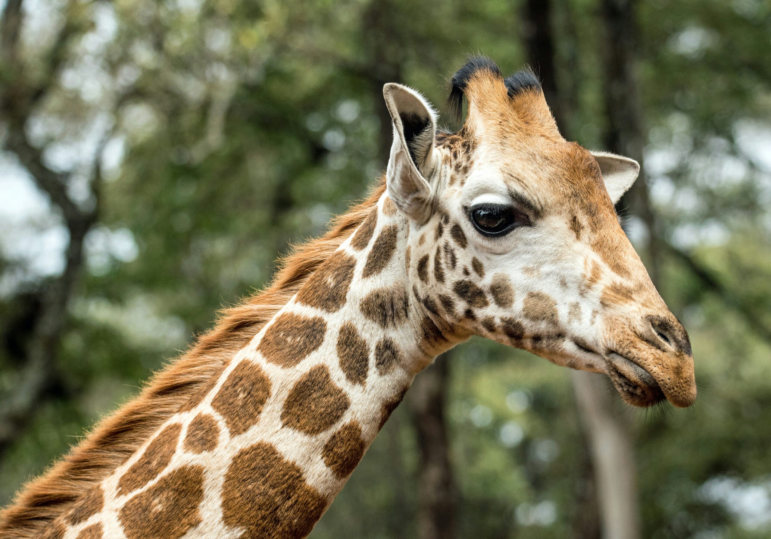 A close-up shot of a Rothschild giraffe's head, clearly showing the five ossicones and its patterned coat.