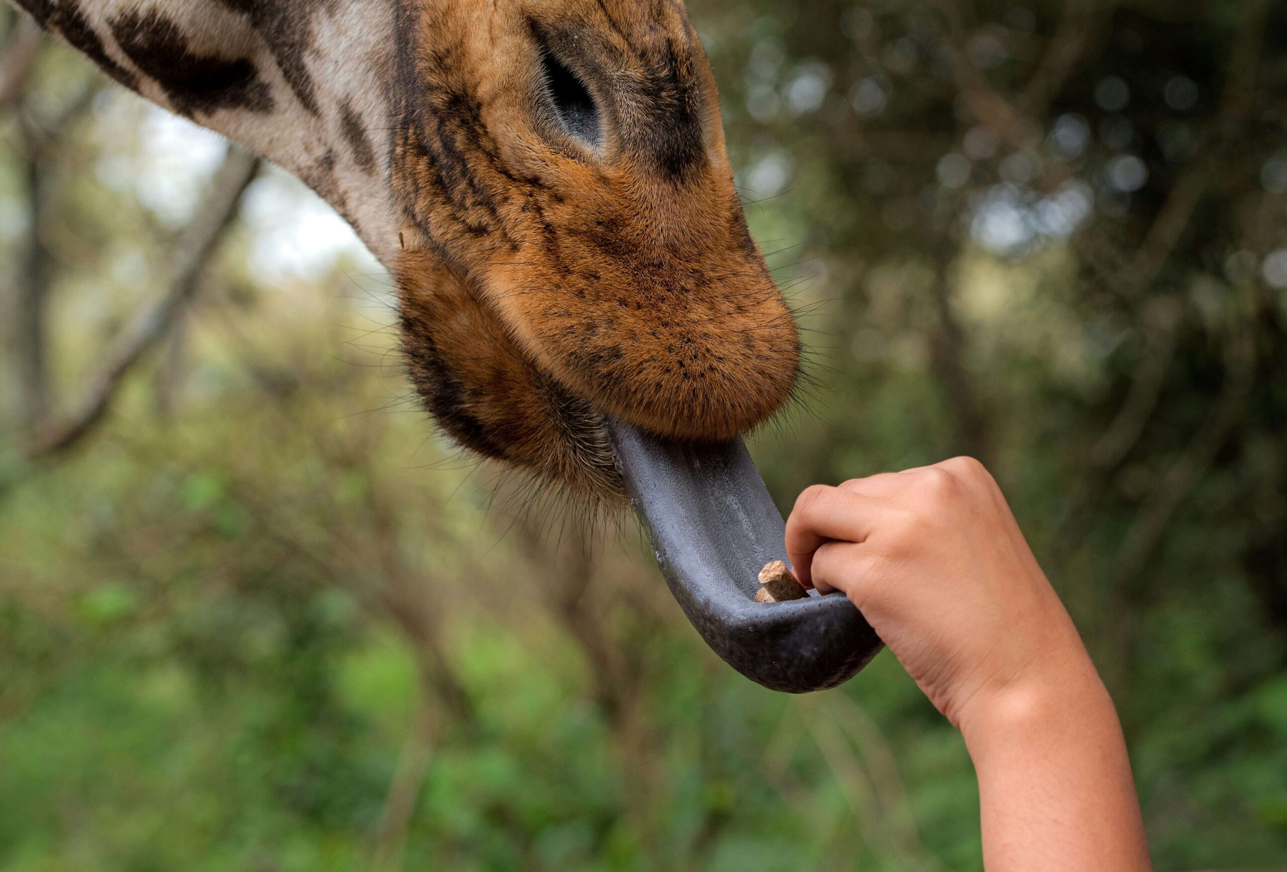 Visitor feeding a Rothschild giraffe at the Giraffe Centre in Nairobi.