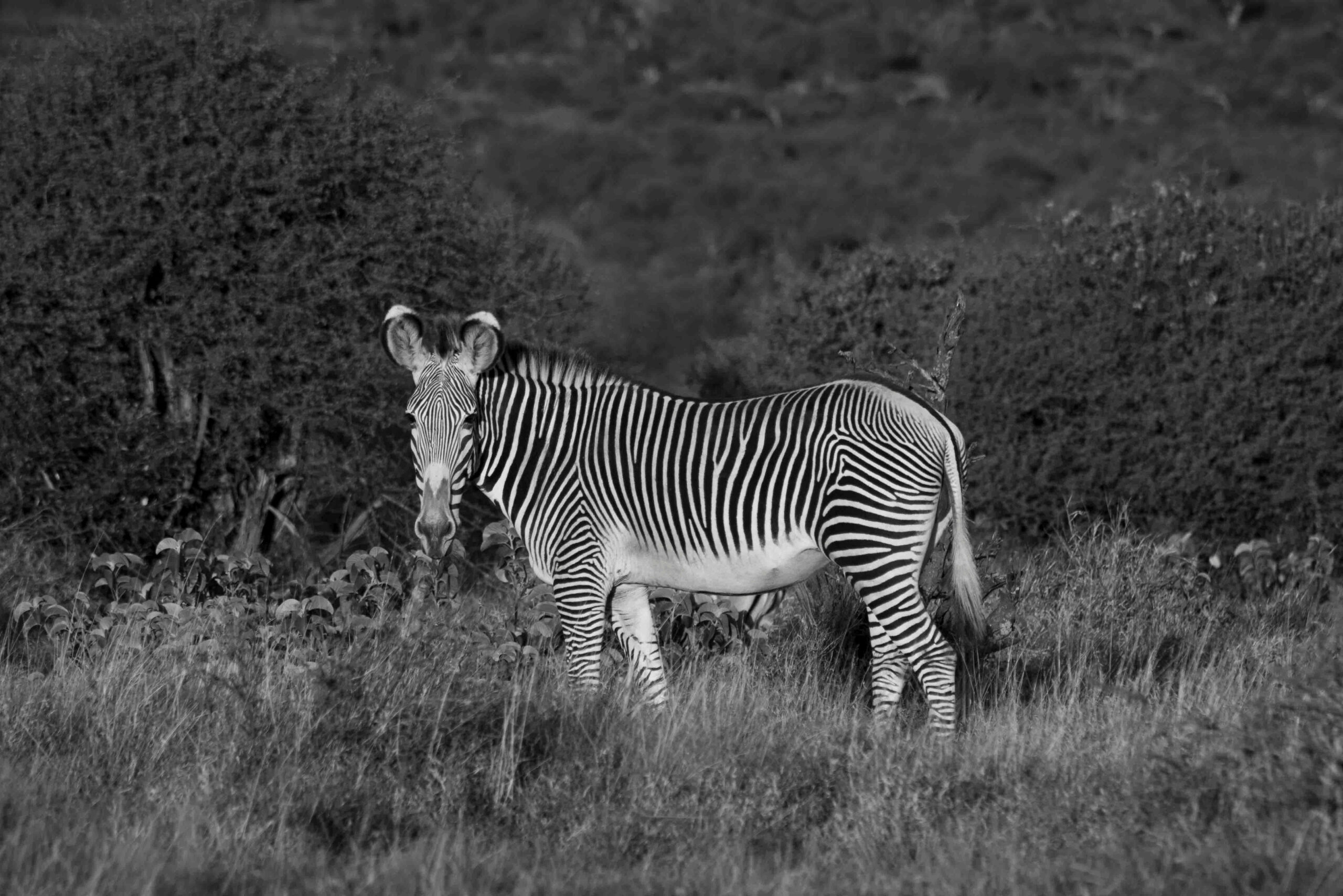 Dry Kenyan savanna landscape showing habitat competition for the endangered Grevy's zebra.