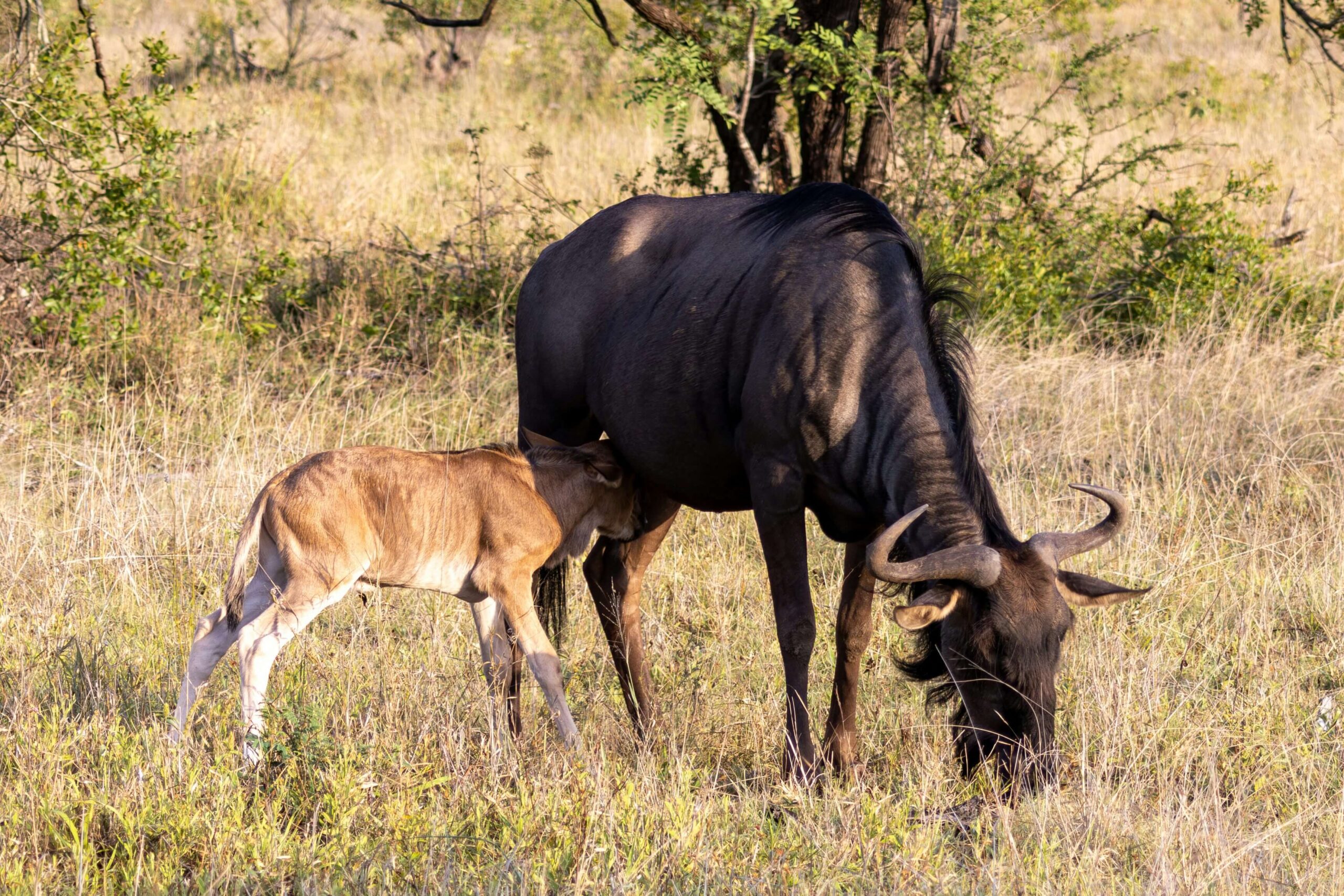 A newborn Wildebeest calf during the great wildebeest migration