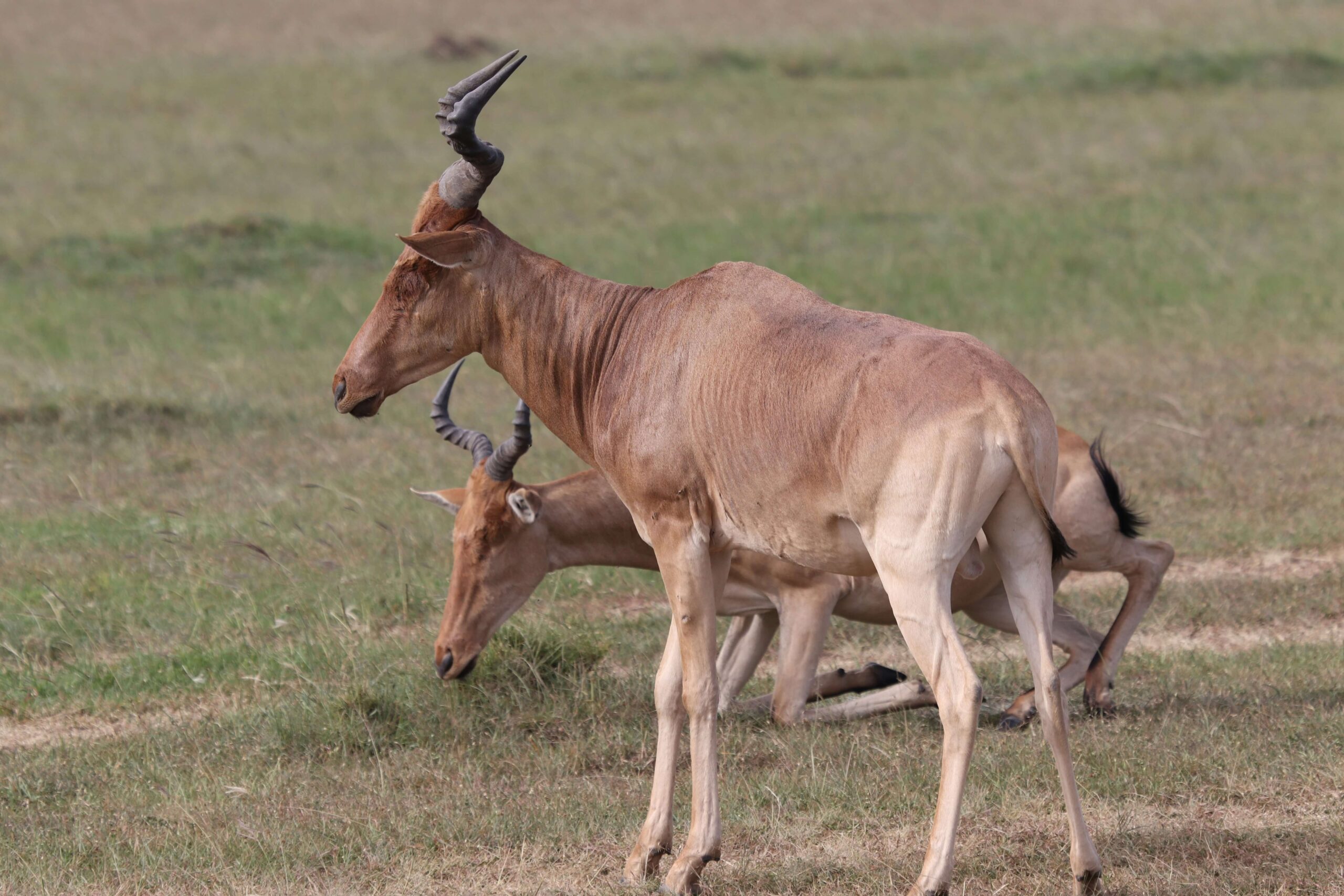 Close-up of a hartebeest's long, narrow face and uniquely shaped horns, key adaptations for survival.