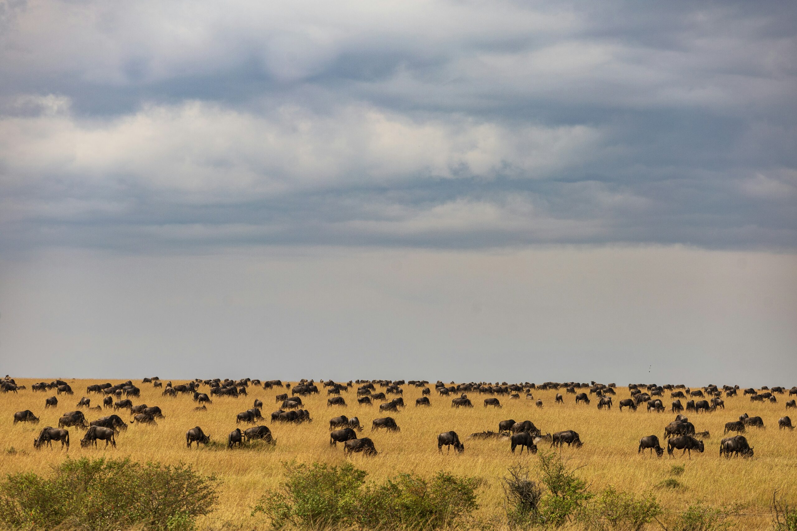 Smaller herds of wildebeest grazing across the Serengeti to prevent overgrazing.