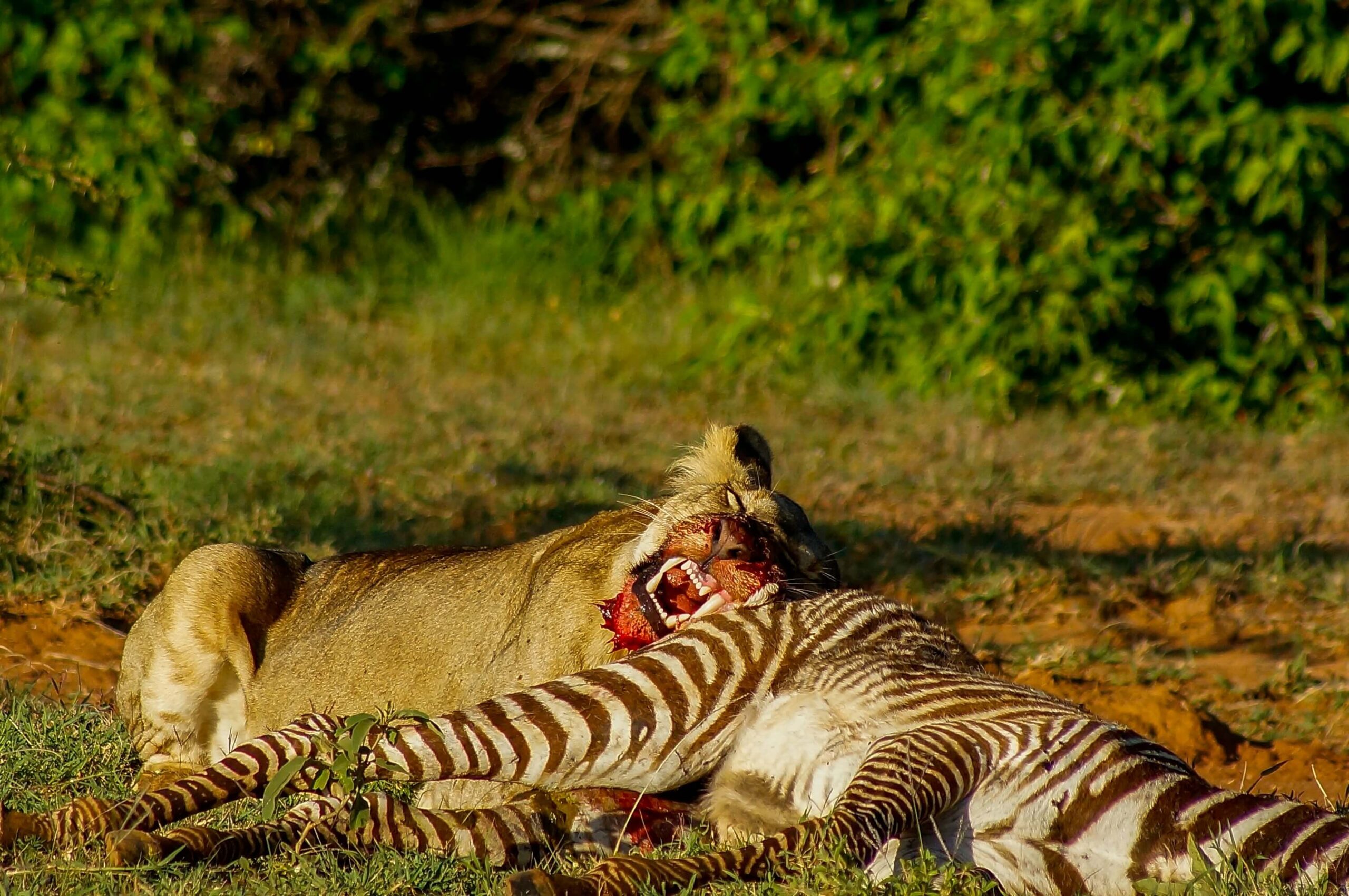 A lioness enjoying a kill of the Grevy's zebra in Samburu National Reserve, Kenya.