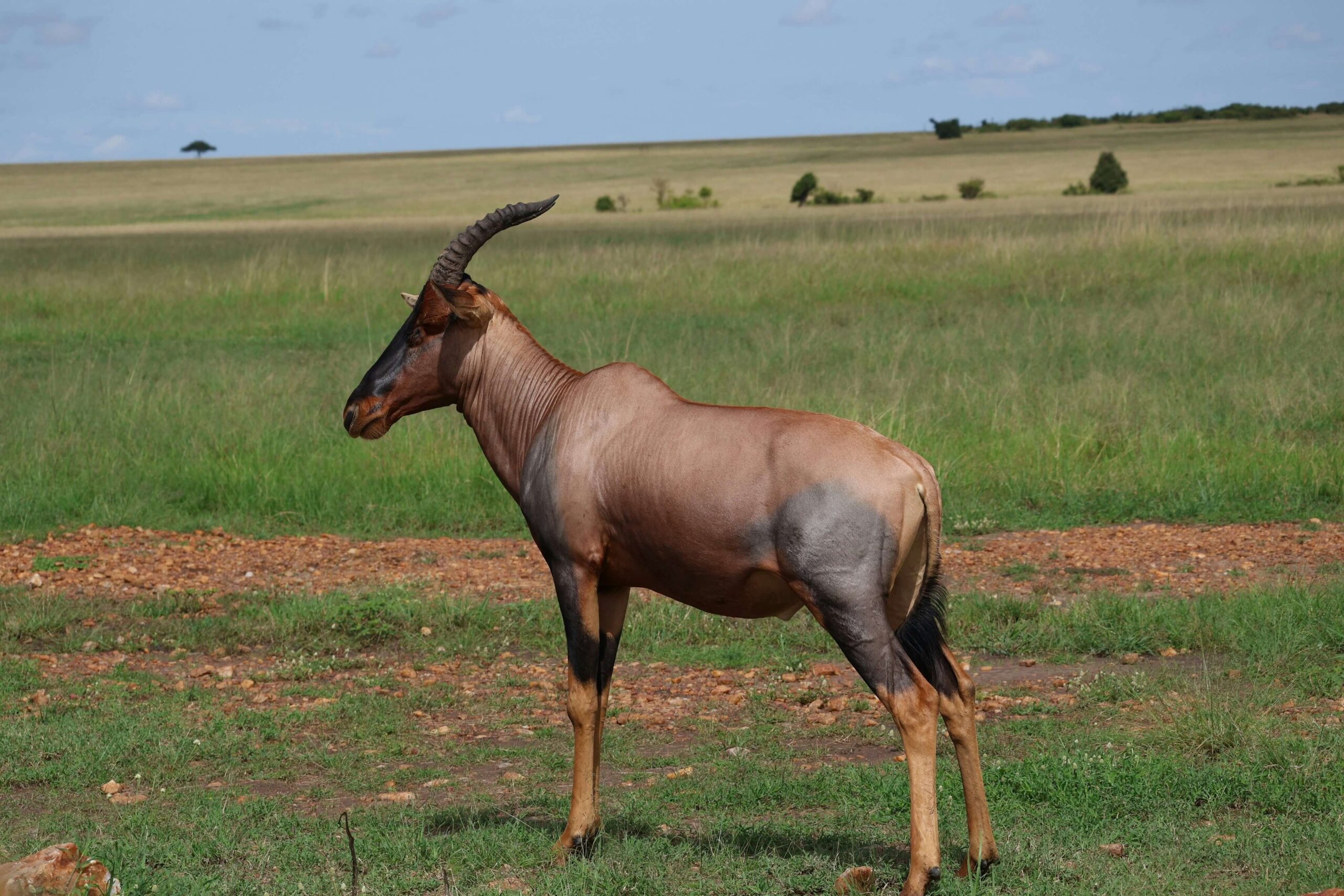  A reddish-tan Coke's hartebeest grazing on the grassy plains of Kenya, showing its lyre-shaped horns.