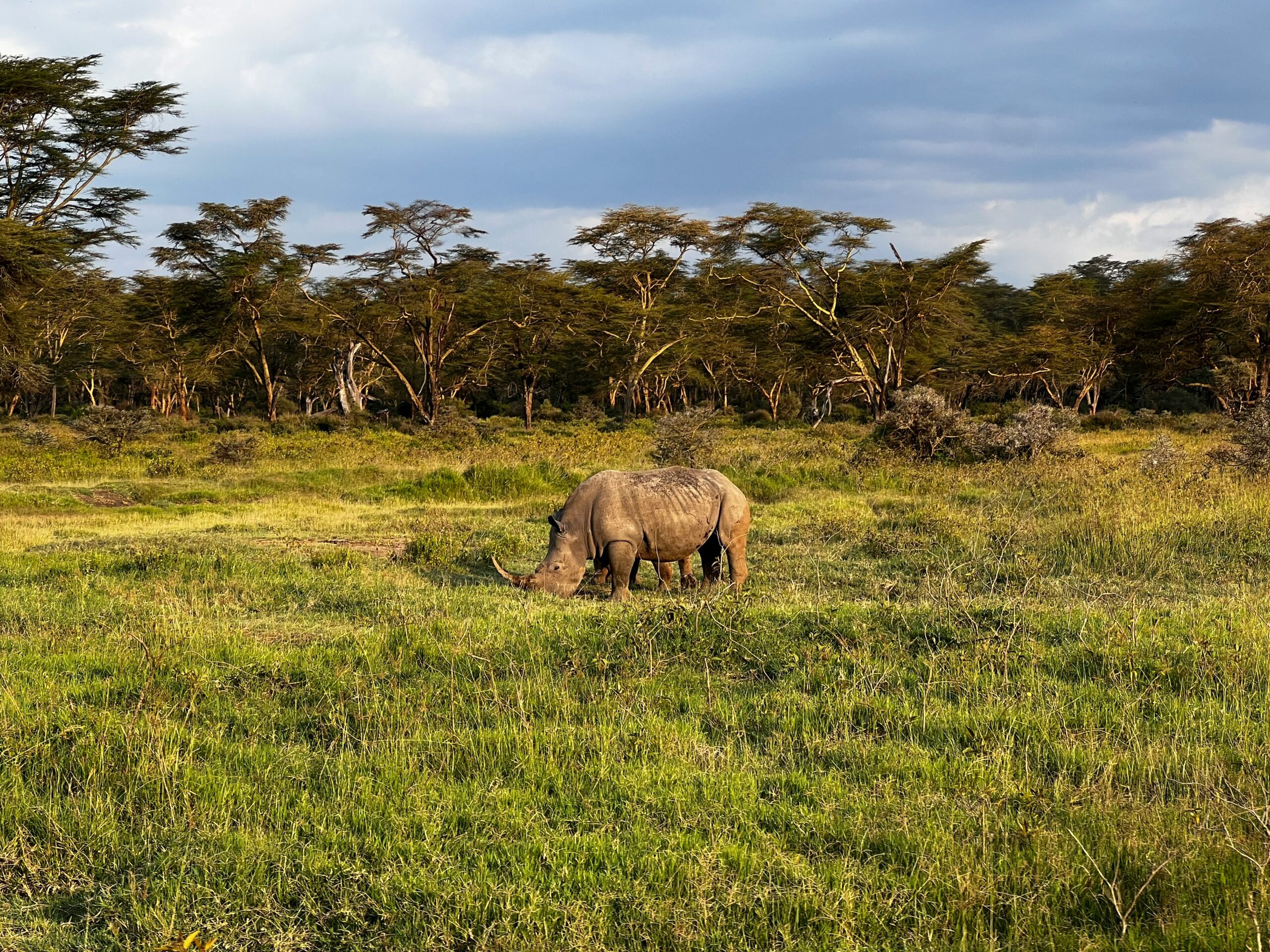 White rhinoceros grazing on the plains of Lake Nakuru National Park, a key rhino sanctuary