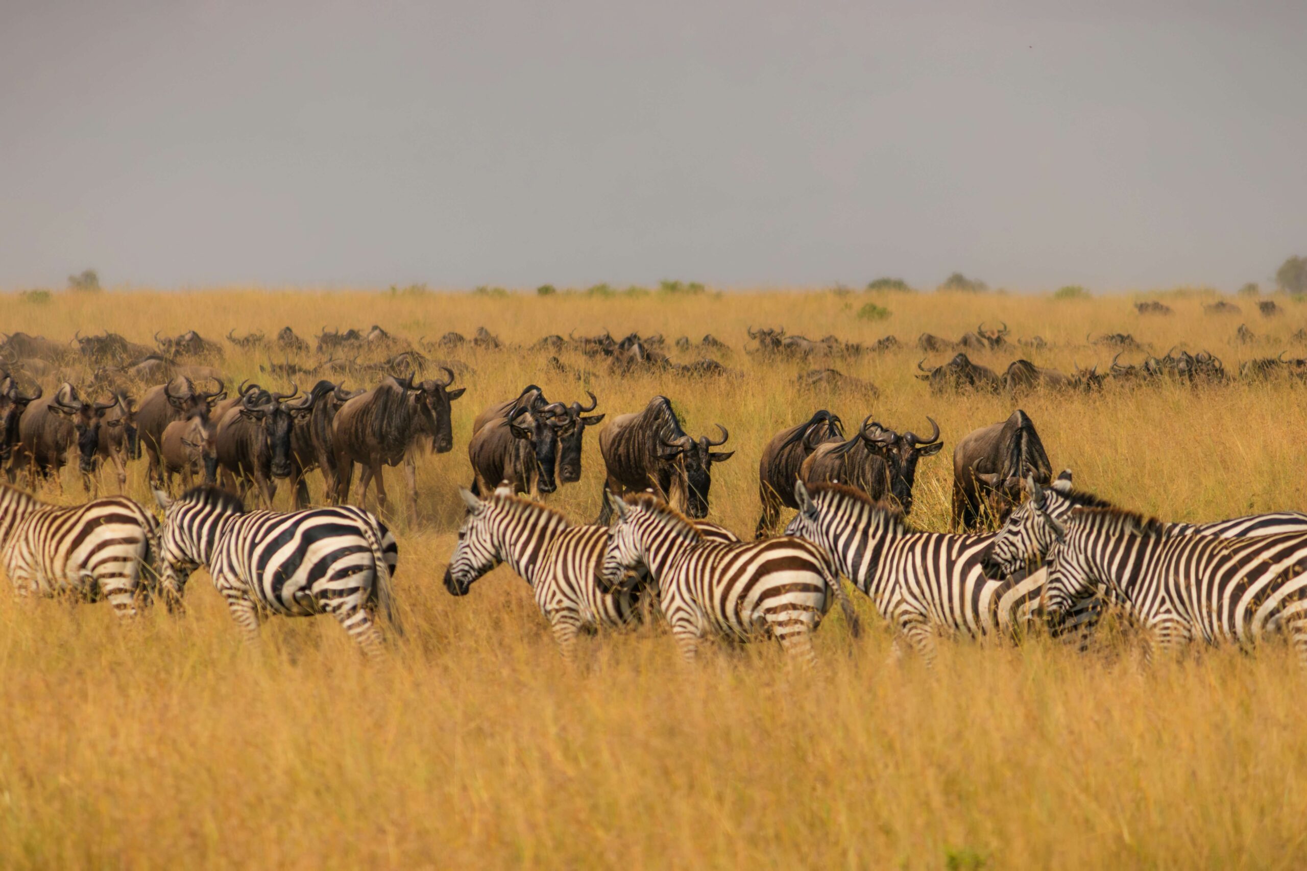 Wildebeest and zebra walking together during the Great Wildebeest Migration in Africa.