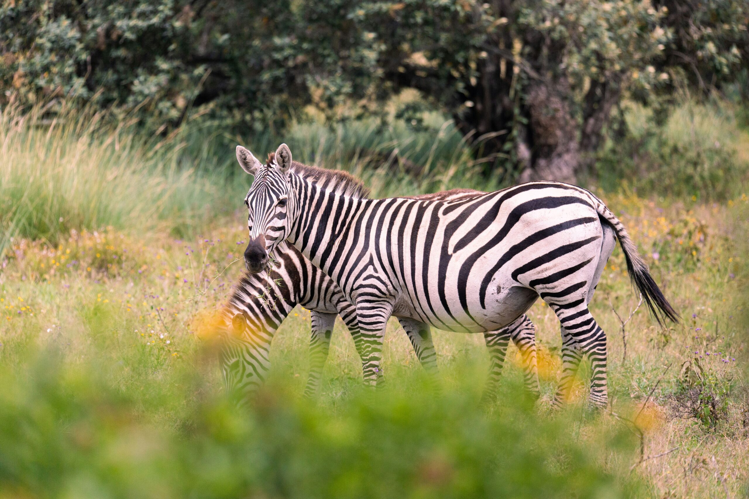 lake nakuru national park