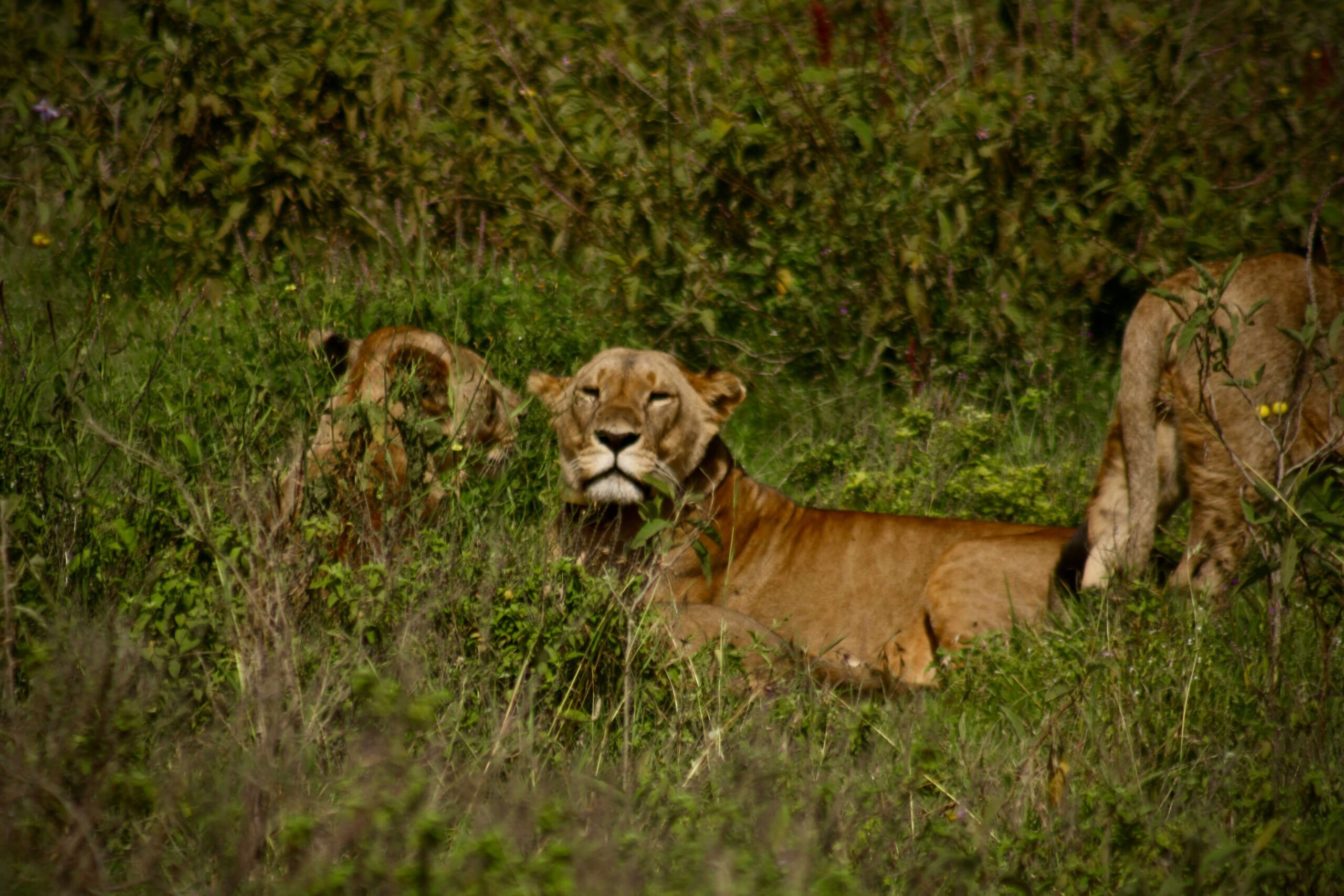 Lion pride resting in the golden light during dry season in Lake Nakuru National Park