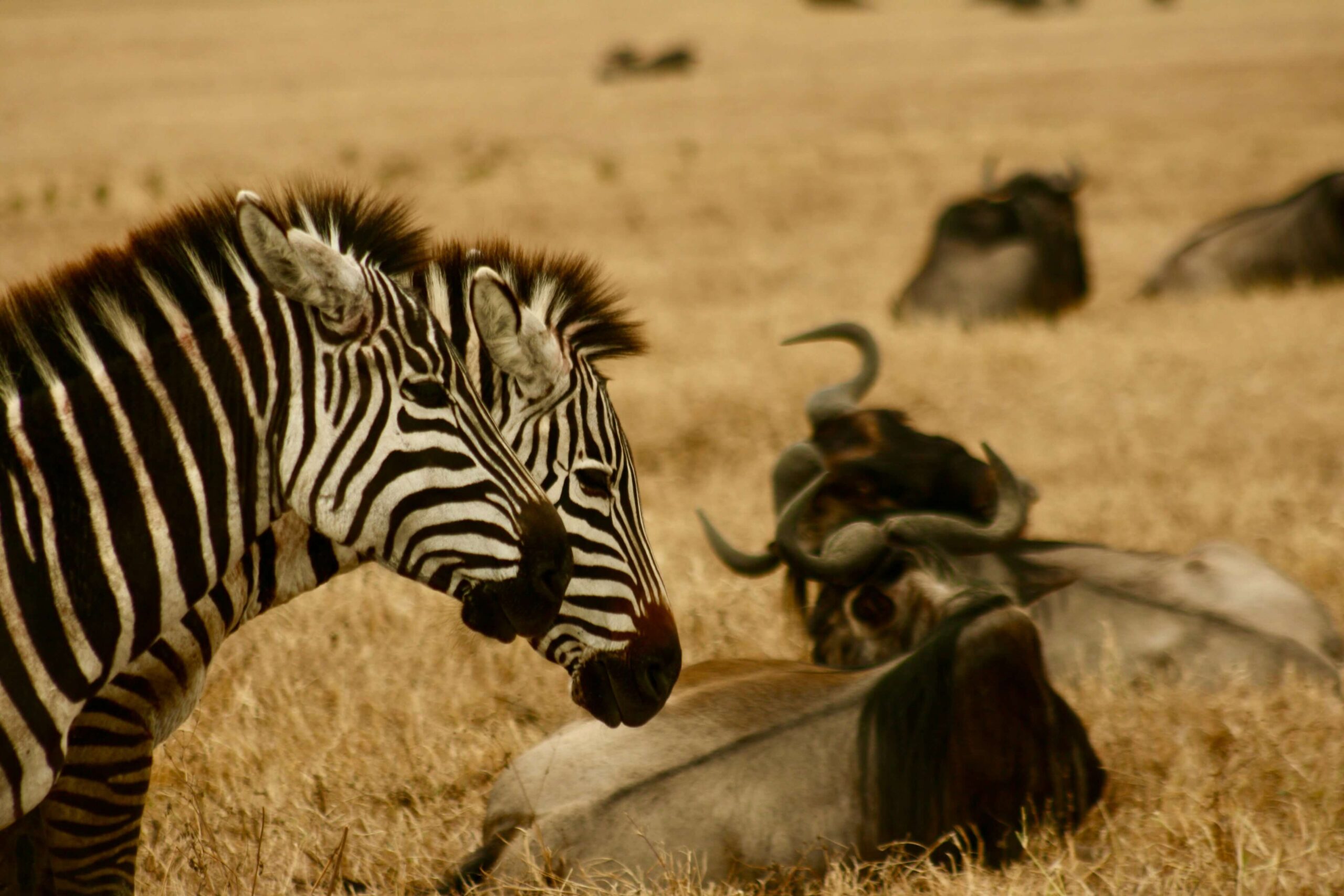 Zebra and wildebeest symbiotic relationship during migration in Africa