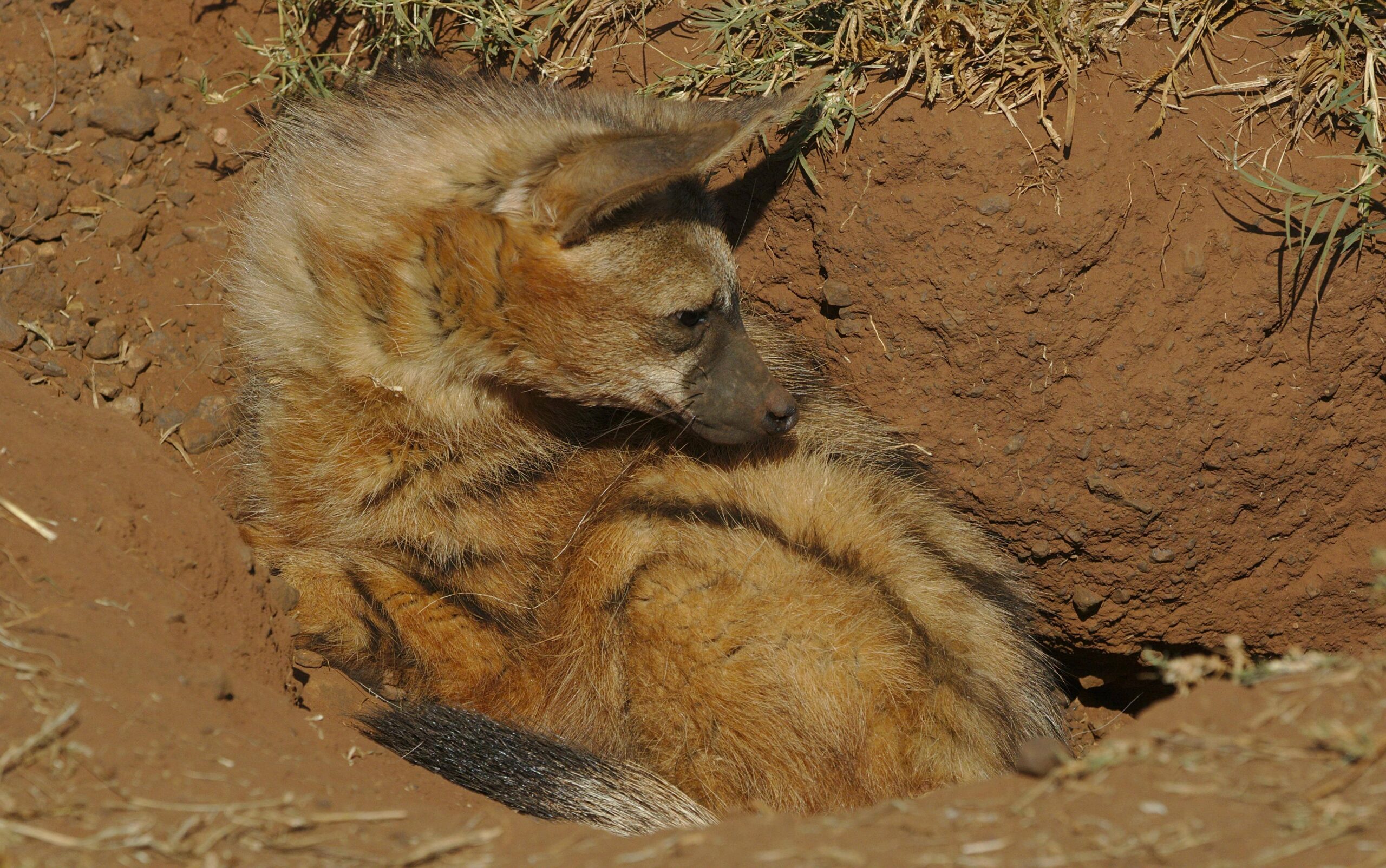 Aardwolf habitat in Tsavo National Park, Kenya,